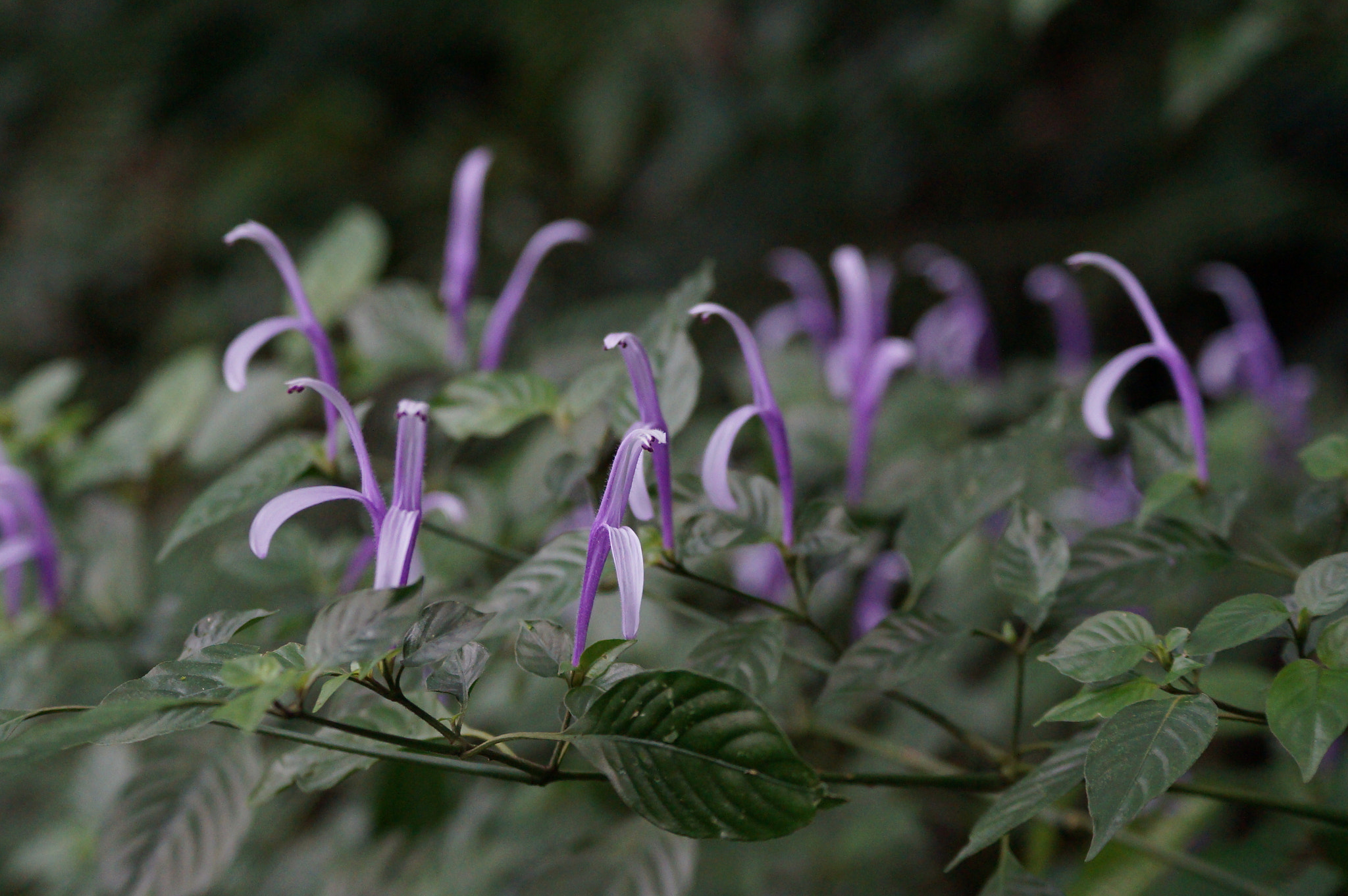 Sony DT 55-200mm F4-5.6 SAM sample photo. Dsc photography
