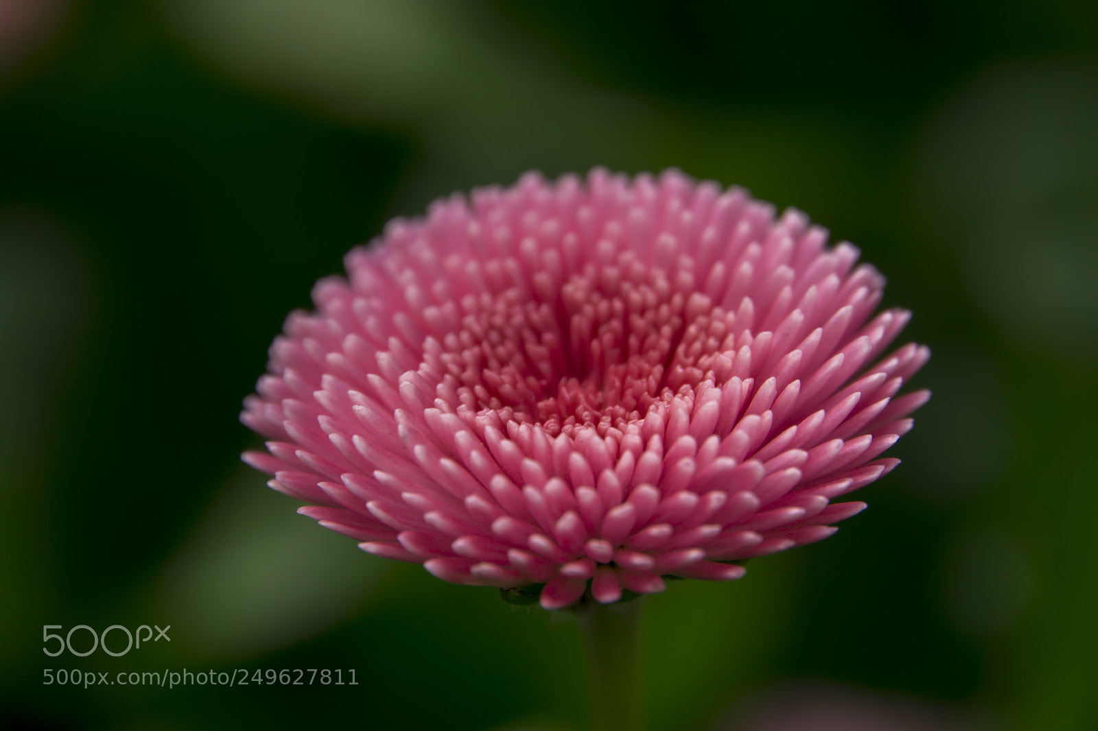 Sony a6000 sample photo. Pink flower photography