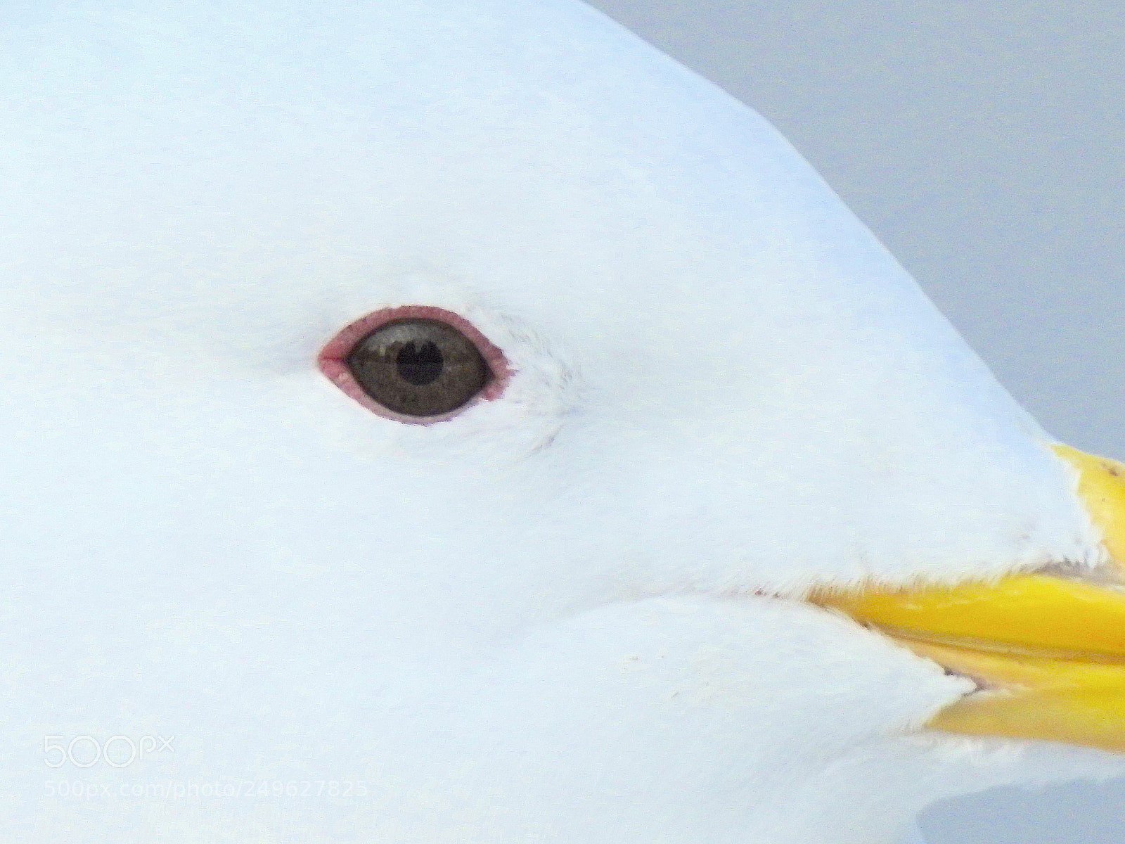 Nikon Coolpix P900 sample photo. Gw gull photography