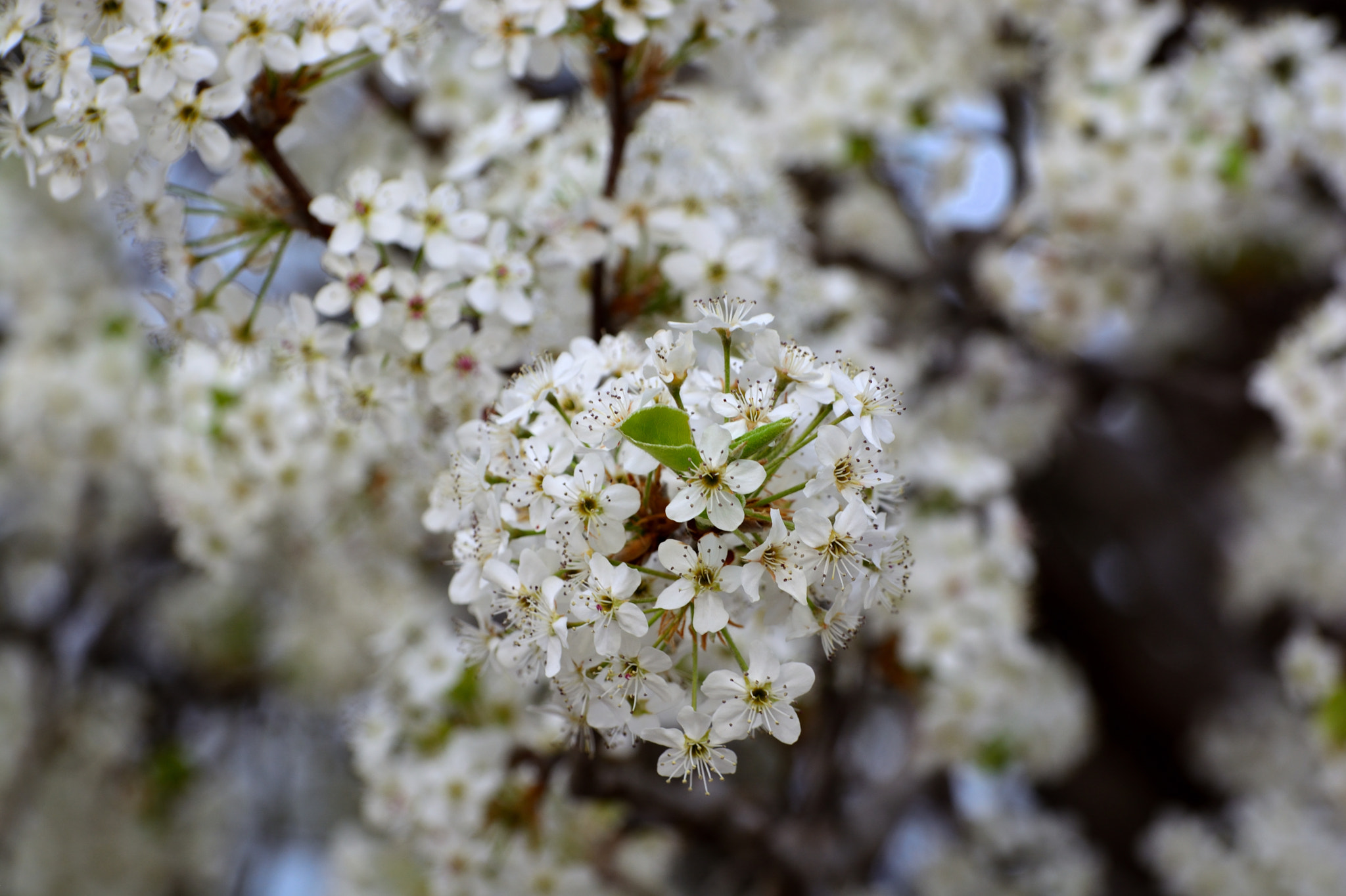 Nikon D5200 sample photo. Spring blooms photography