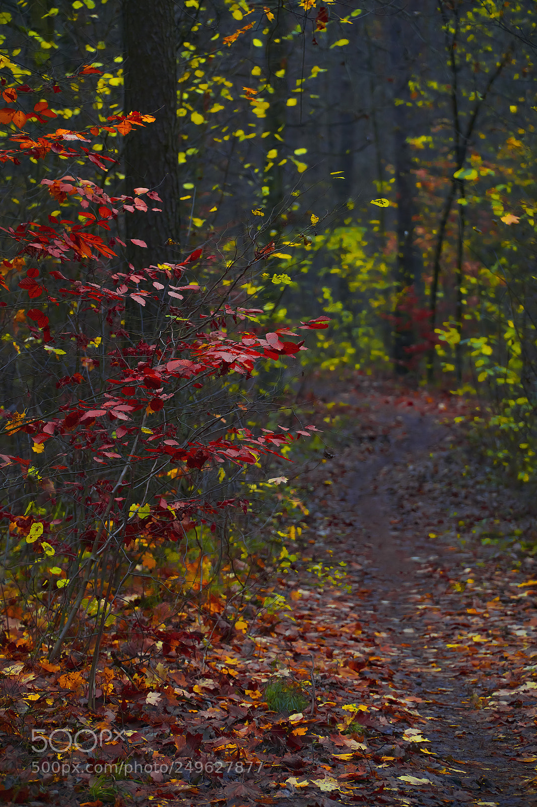 Sony a6000 sample photo. Autumn forest photography