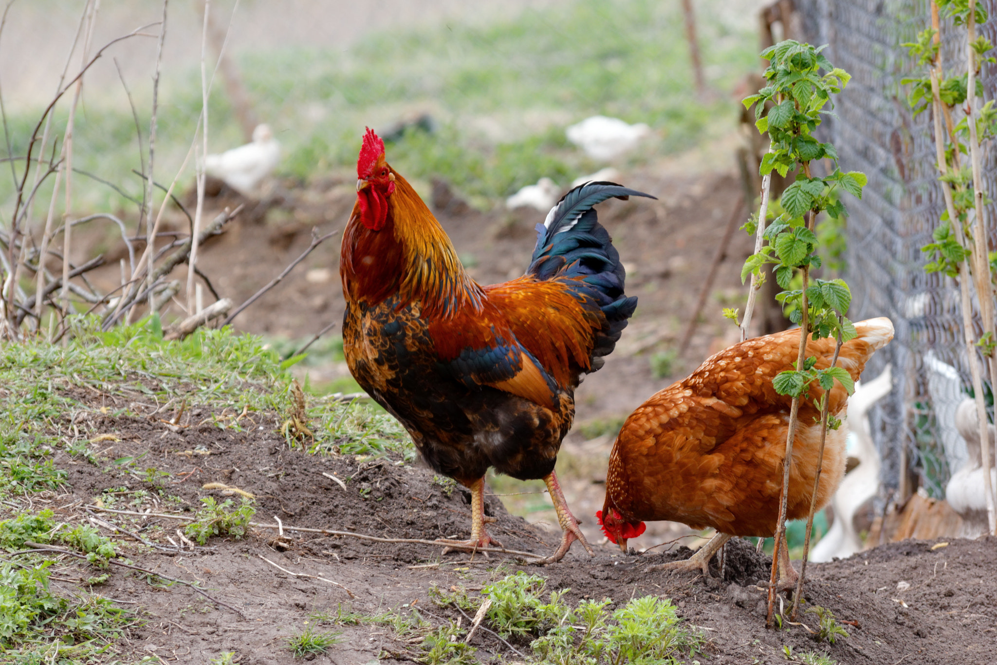 Sigma 50-200mm F4-5.6 DC OS HSM sample photo. Chickens photography