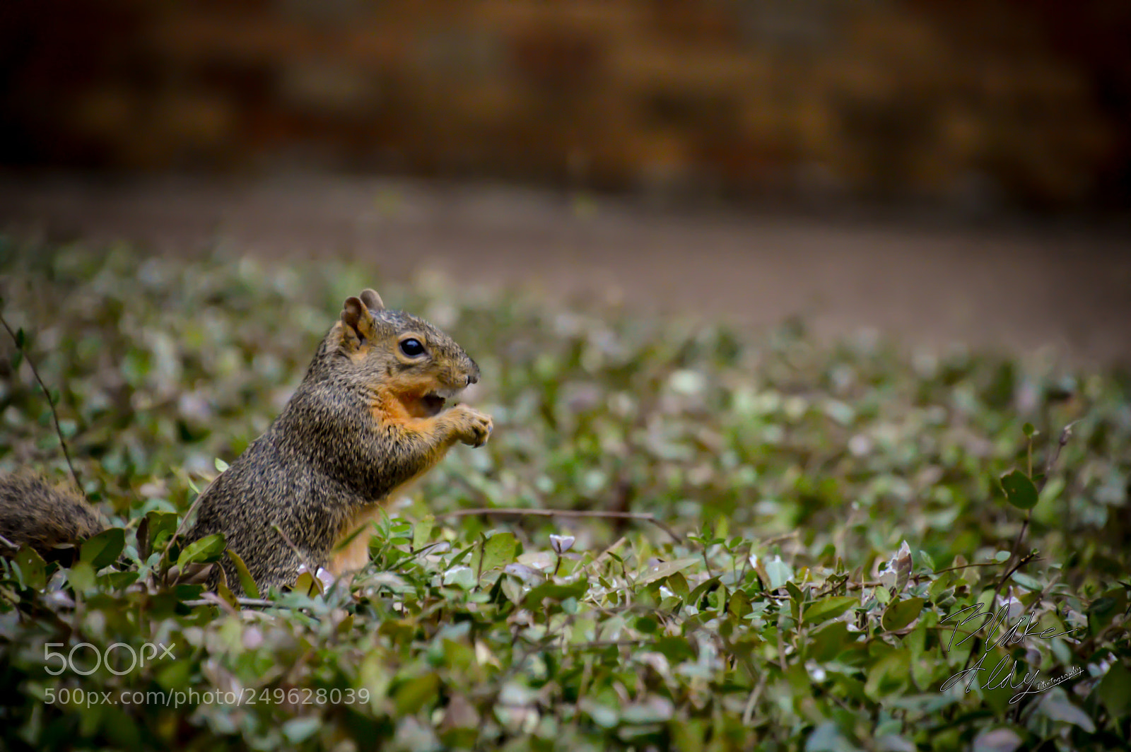 Nikon D3200 sample photo. Squirrel photography