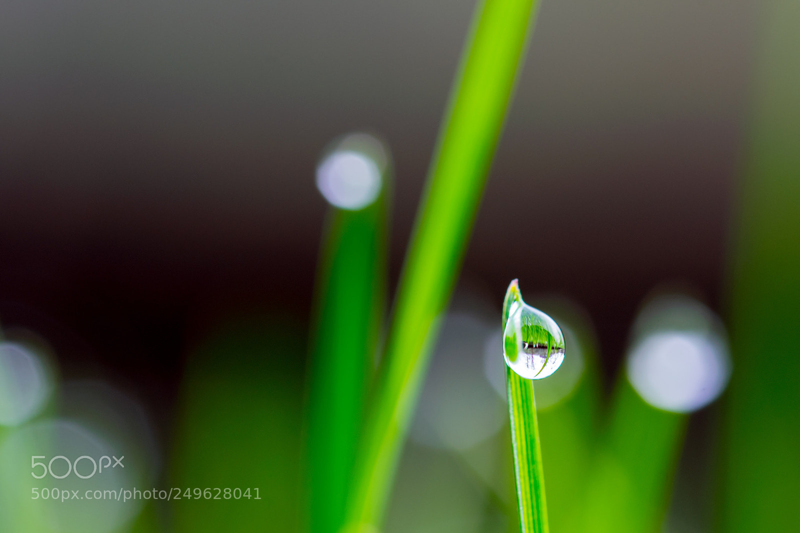 Nikon D5300 sample photo. Morgentau 3 photography