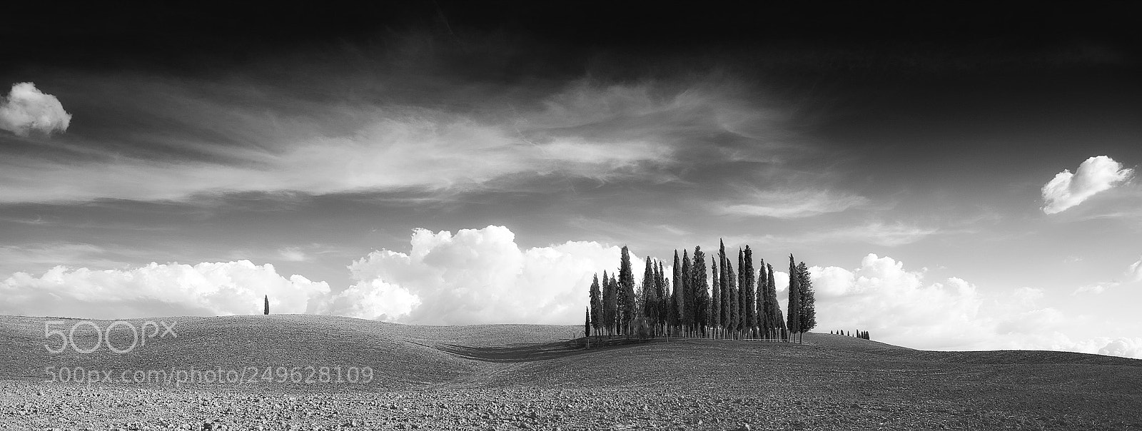 Nikon D600 sample photo. Cypresses photography