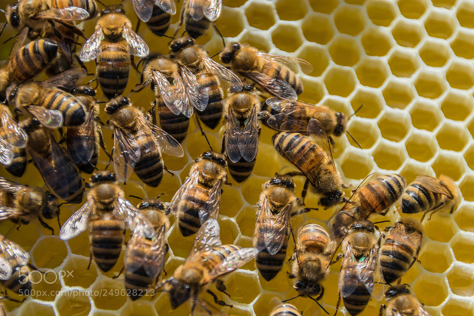 Nikon D5300 sample photo. Bienen bearbeitet photography