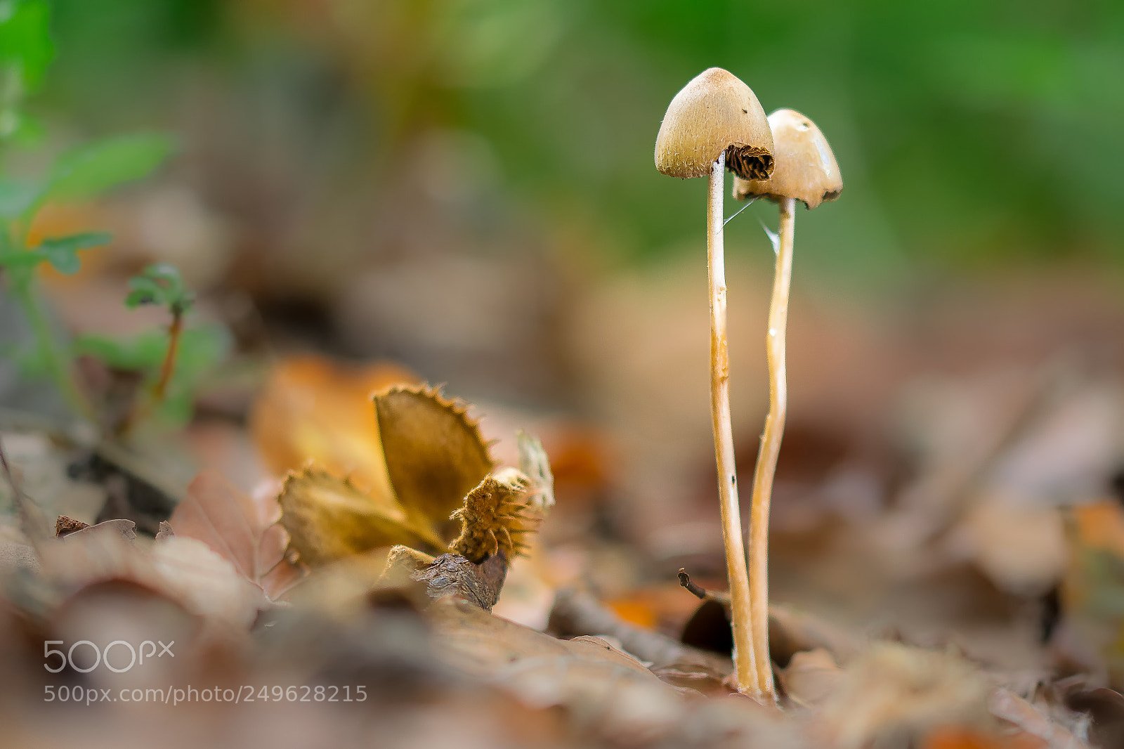 Nikon D5300 sample photo. Herbst bearbeitet photography