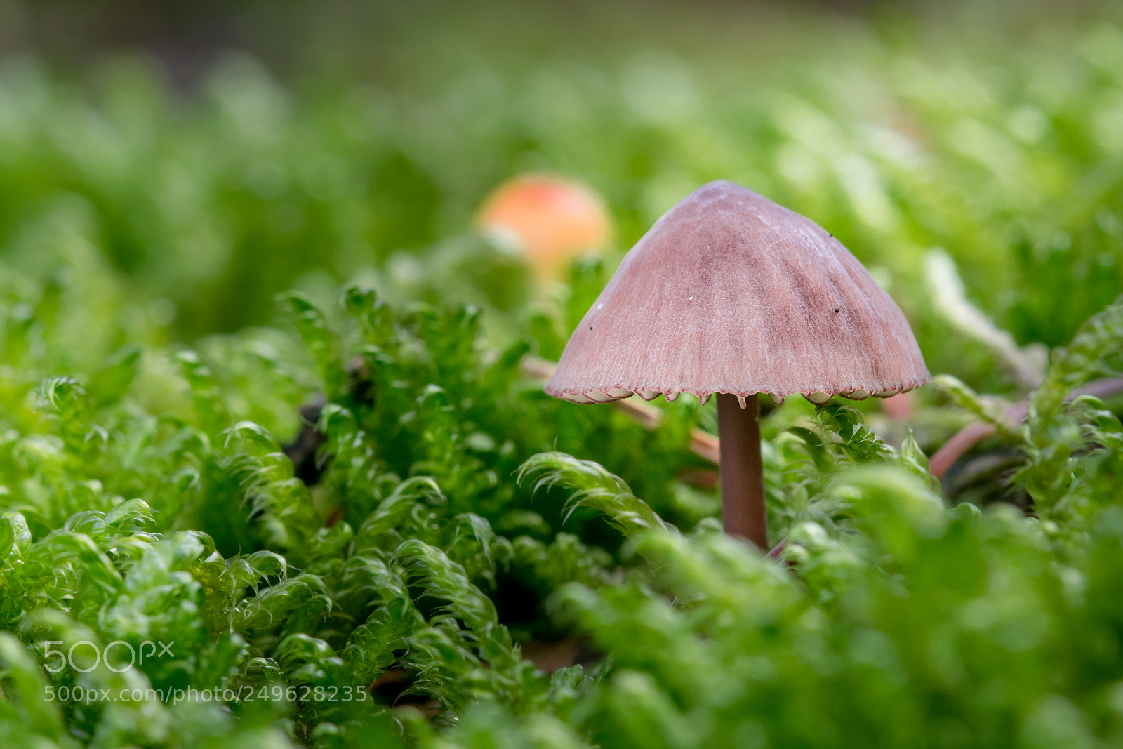 Nikon D5300 sample photo. Herbst pilzidyll photography