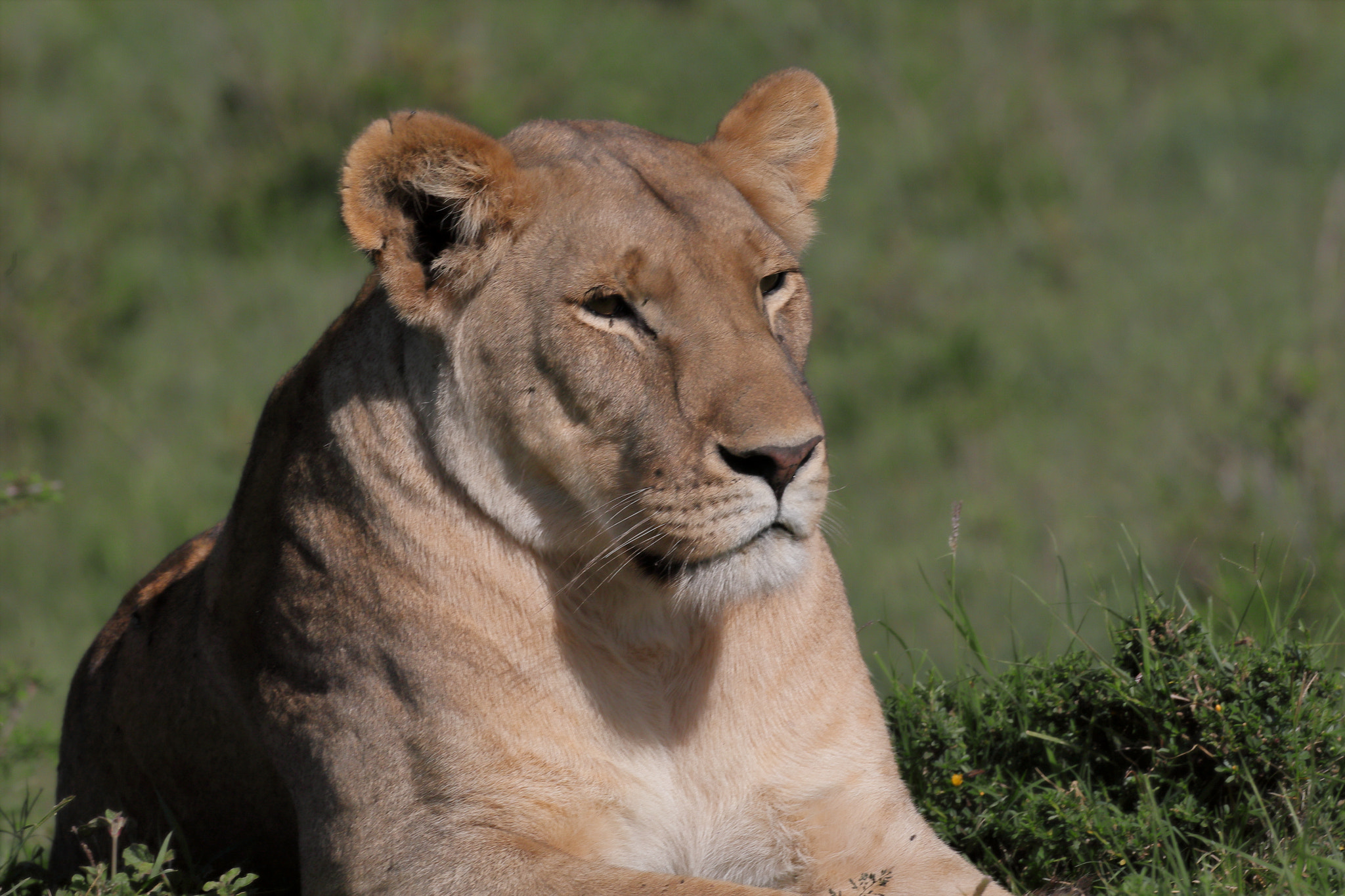 Canon EF 500mm F4L IS USM sample photo. Lioness photography
