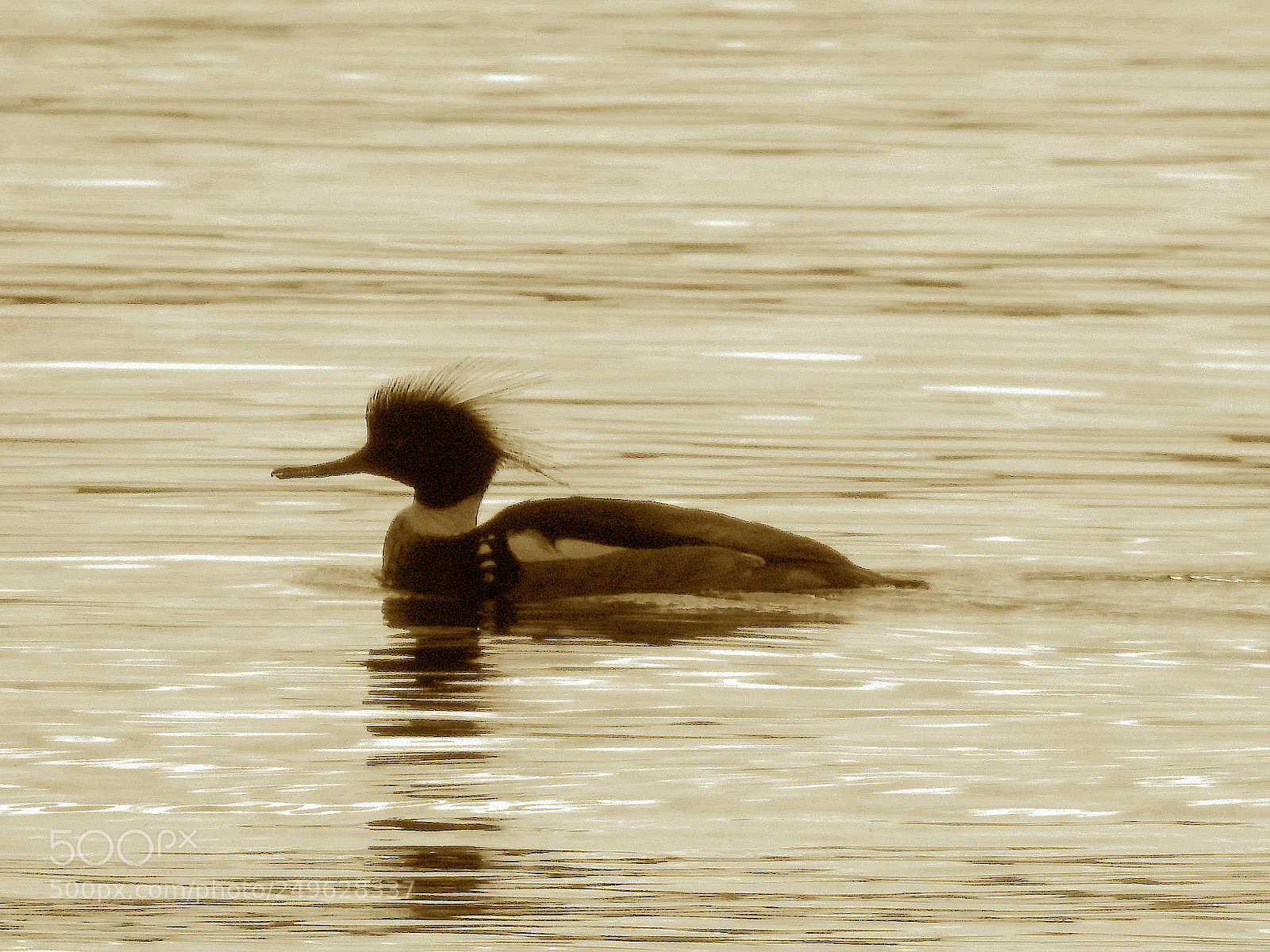 Nikon Coolpix P900 sample photo. Rb merganser photography