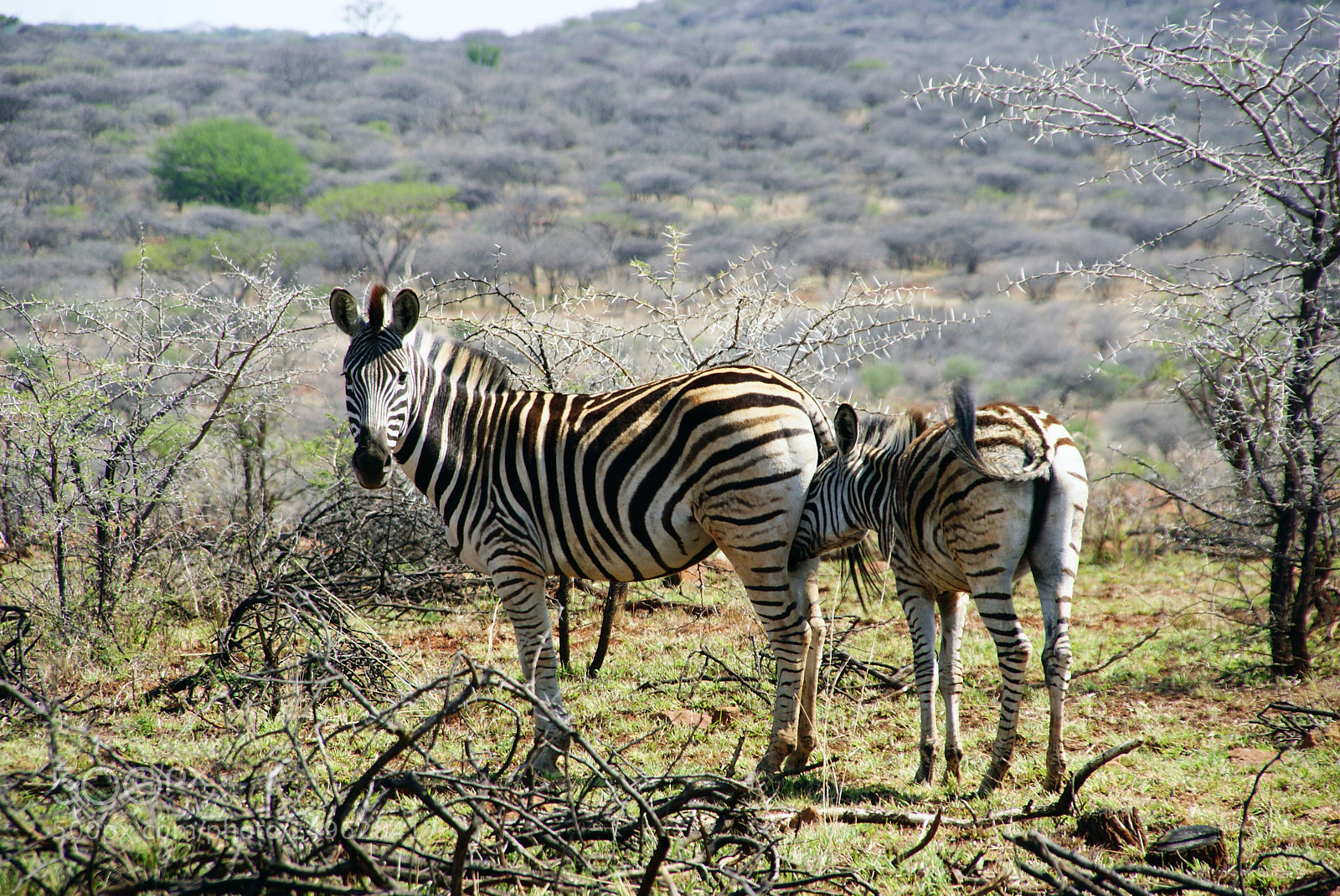 Sony Alpha DSLR-A200 sample photo. Two zebras photography