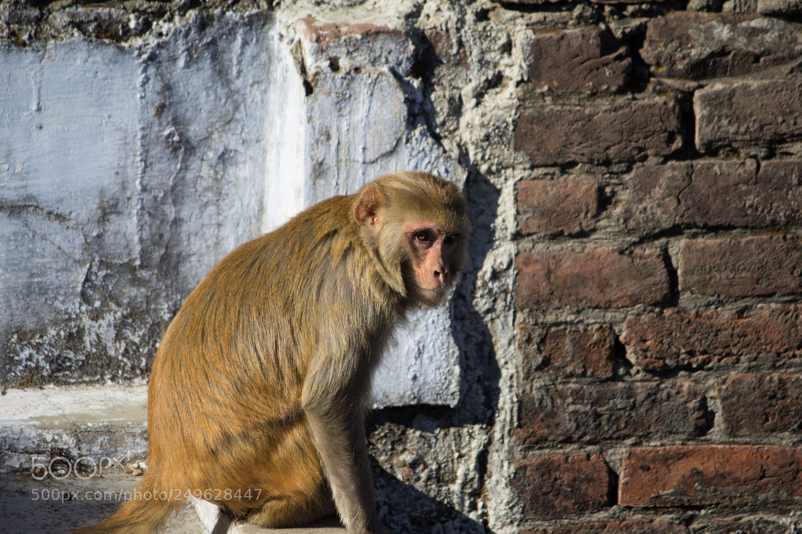 Canon EOS 1200D (EOS Rebel T5 / EOS Kiss X70 / EOS Hi) sample photo. Monkey on a rooftop. photography