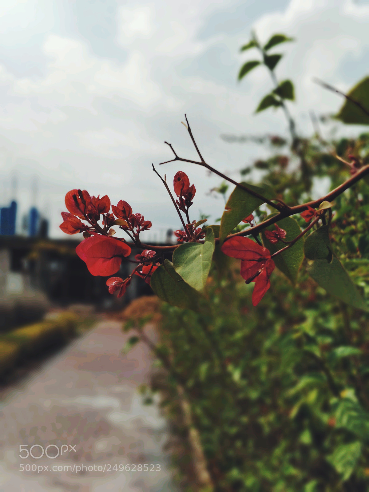 OnePlus 5 sample photo. Spring's around. photography