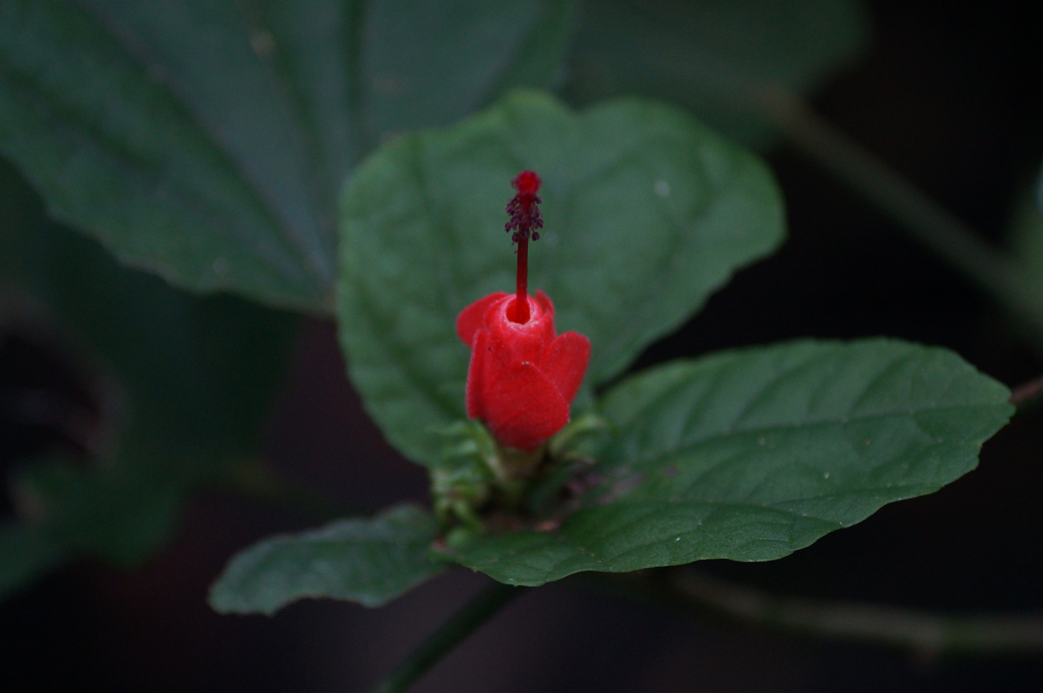 Sony DT 55-200mm F4-5.6 SAM sample photo. Dsc photography