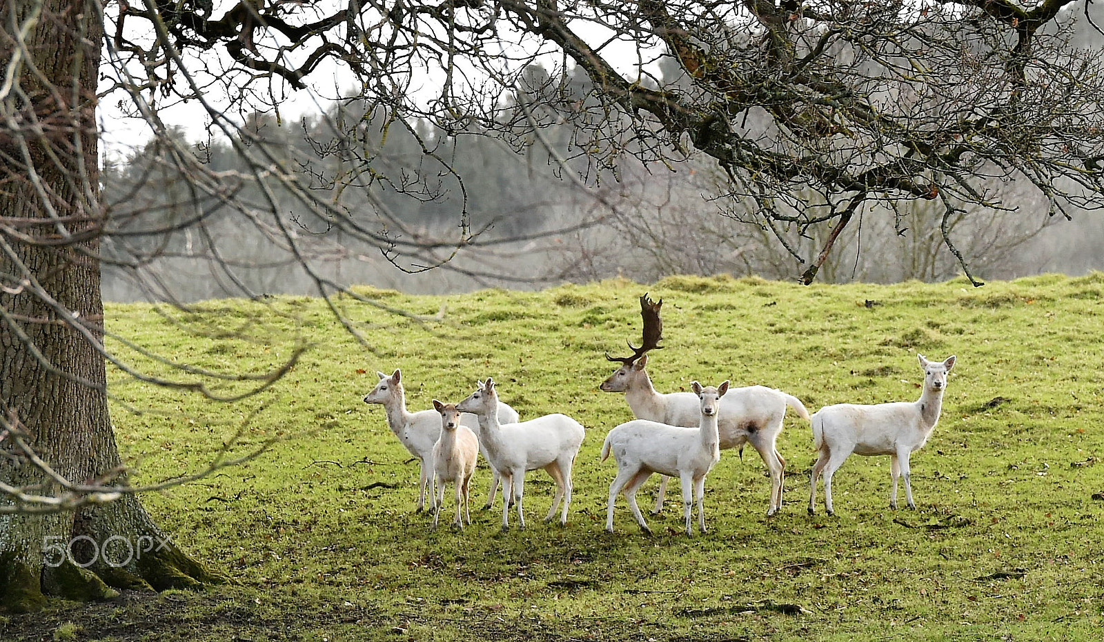 Nikon D4S sample photo. White stag and deer photography
