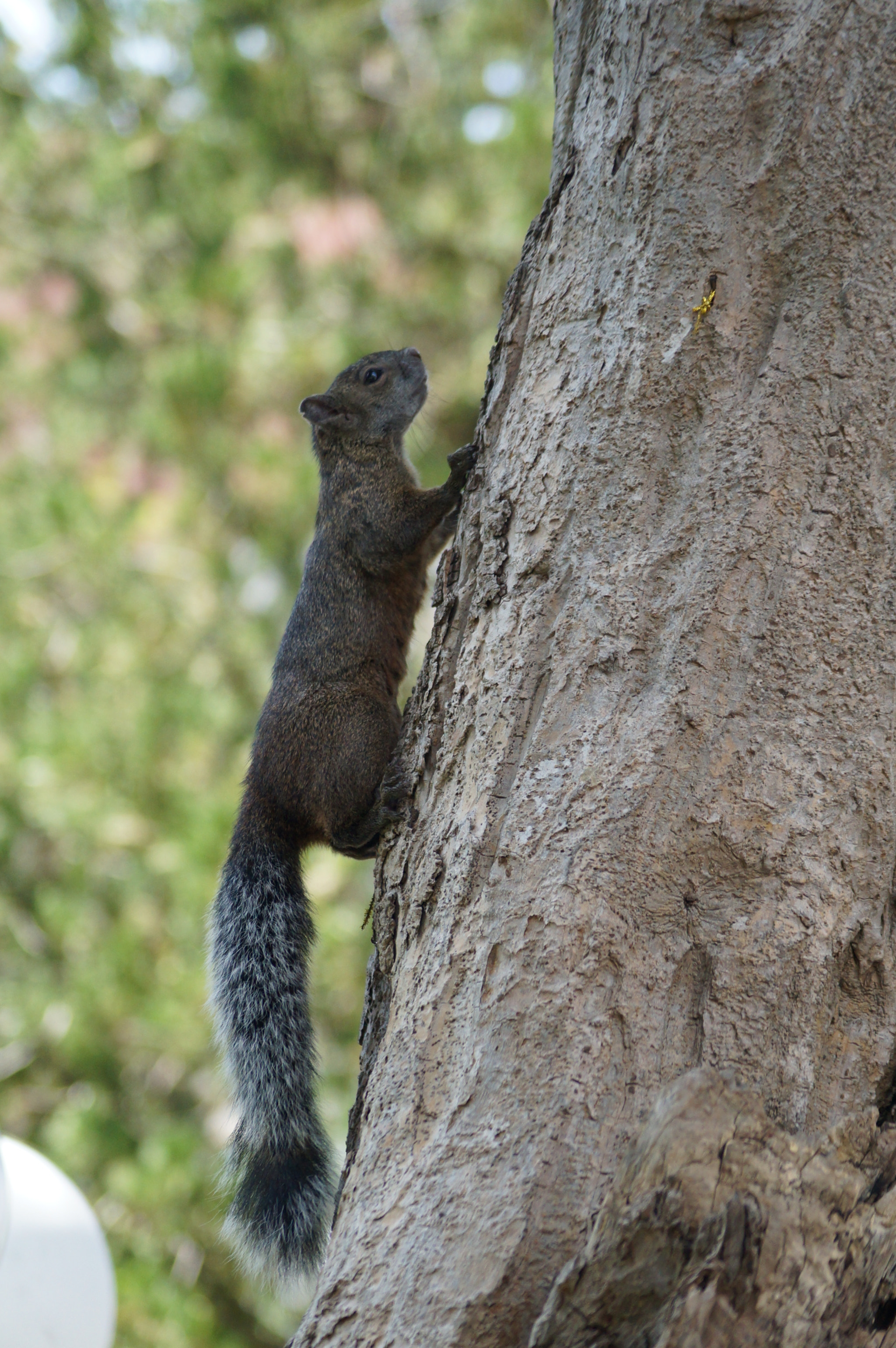 Sony DT 55-200mm F4-5.6 SAM sample photo. Dsc photography