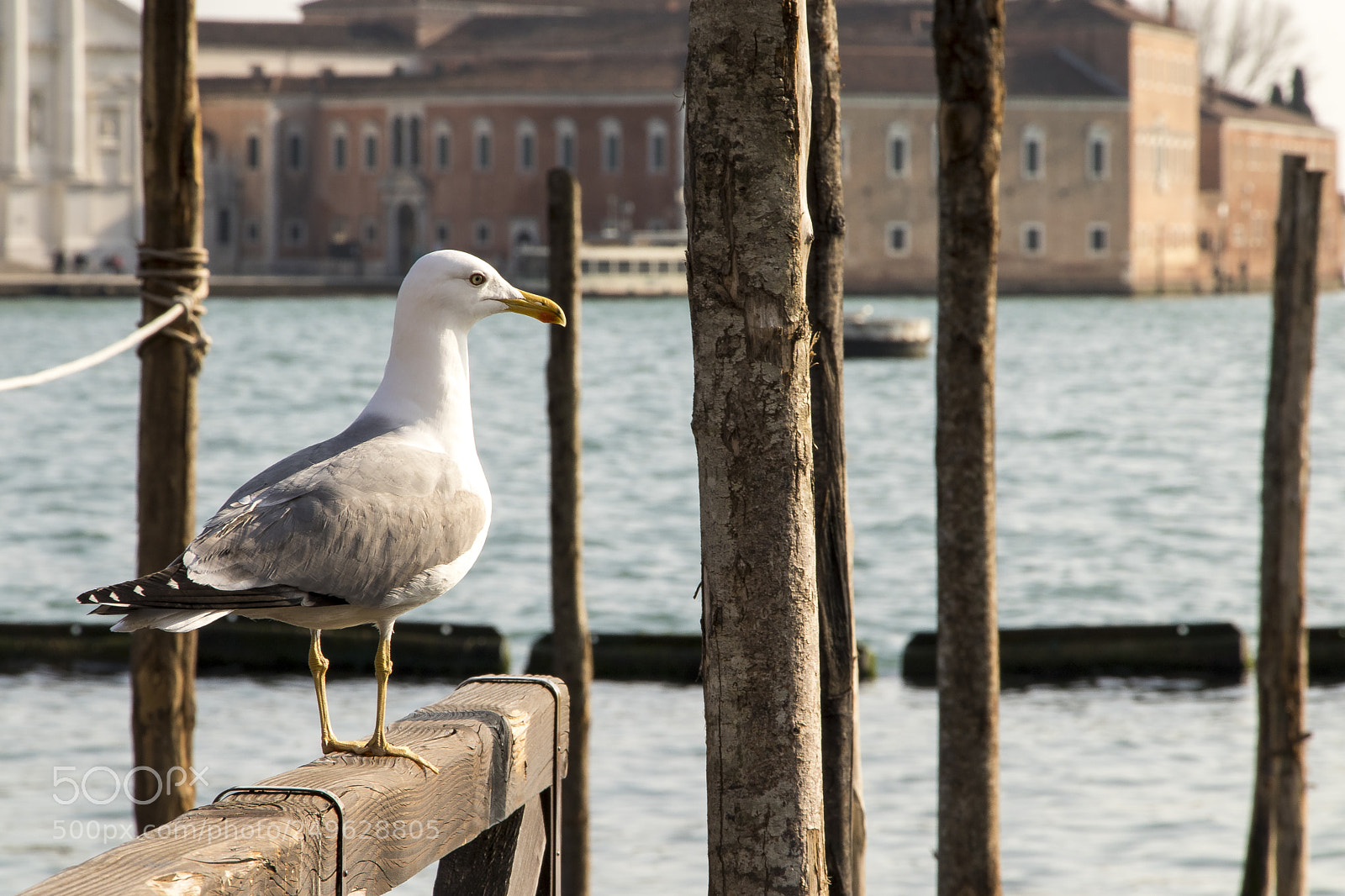 Canon EOS 77D (EOS 9000D / EOS 770D) sample photo. Seagull in venice photography