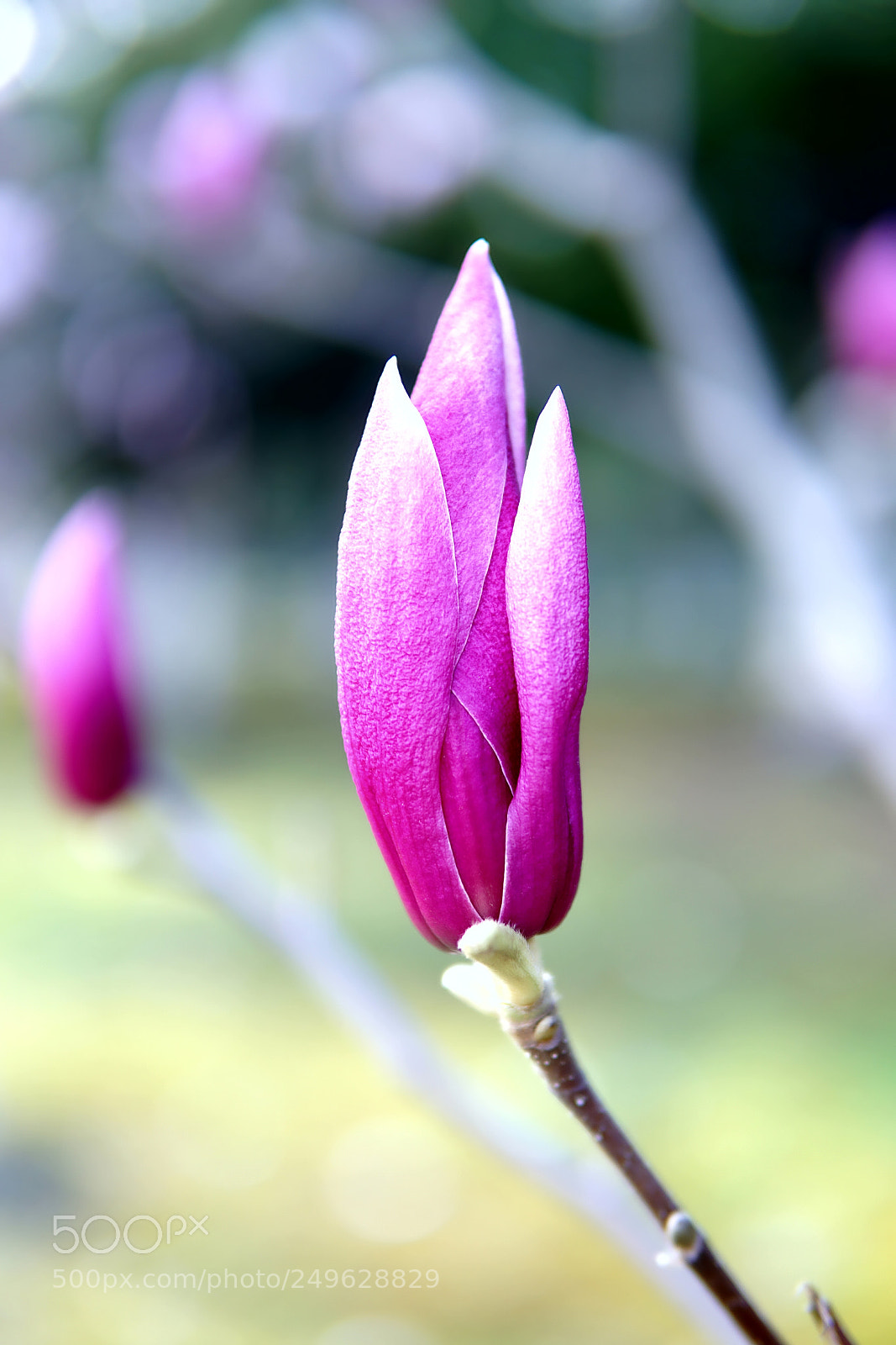 Sony a6000 sample photo. 玉兰含苞 photography