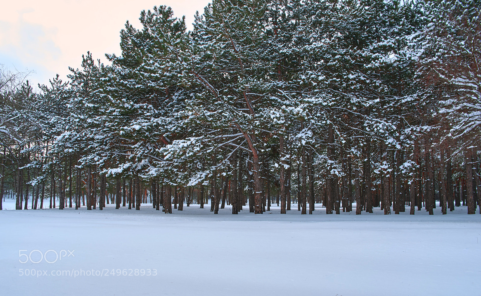 Pentax K-5 II sample photo. Row of pines photography