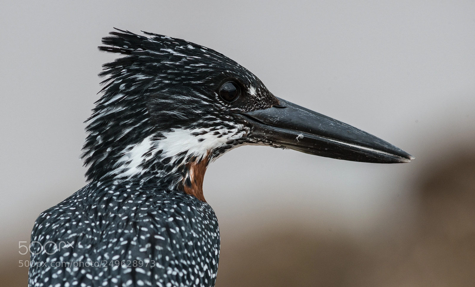 Nikon D800 sample photo. Kingsfisher photography