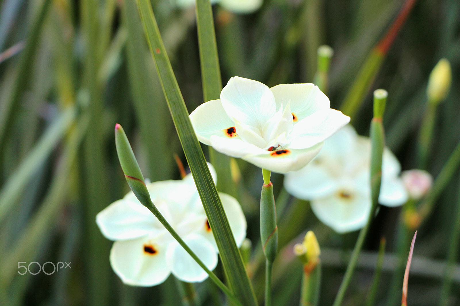 Canon EOS 750D (EOS Rebel T6i / EOS Kiss X8i) sample photo. Flower photography