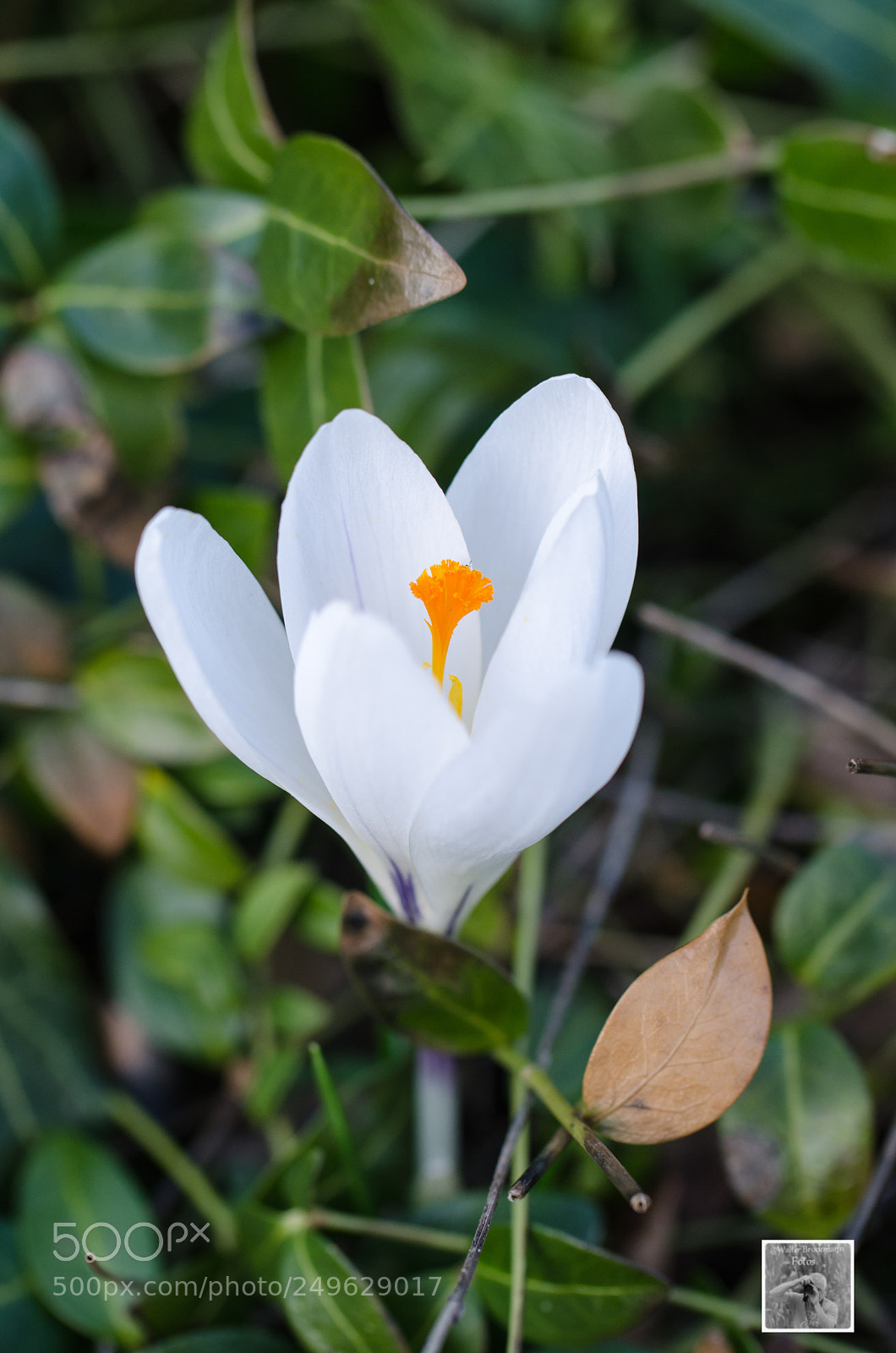 Nikon D7000 sample photo. Tamron 60mm 2.0 photography