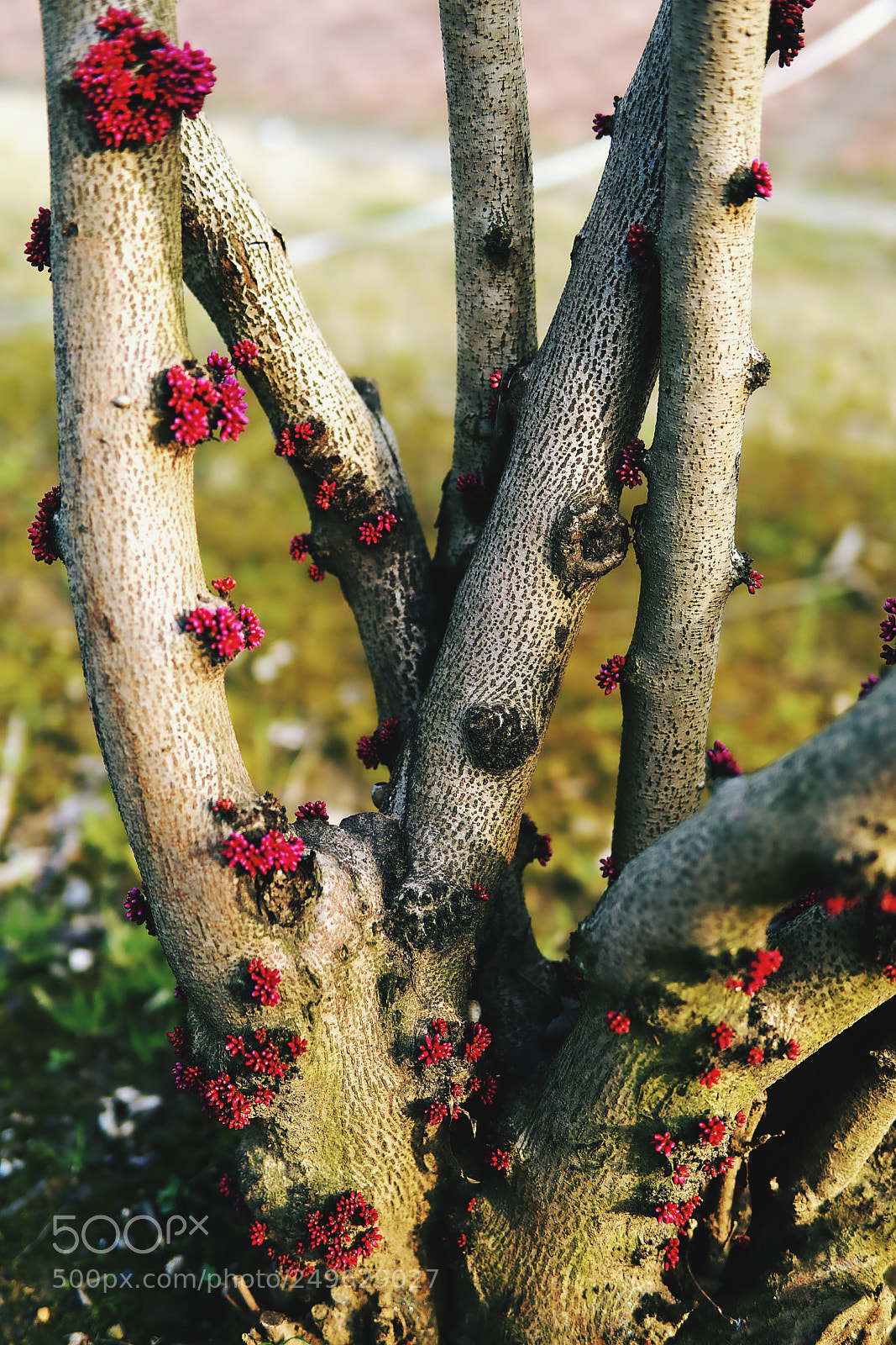 Sony a6000 sample photo. 紫荆含苞 photography