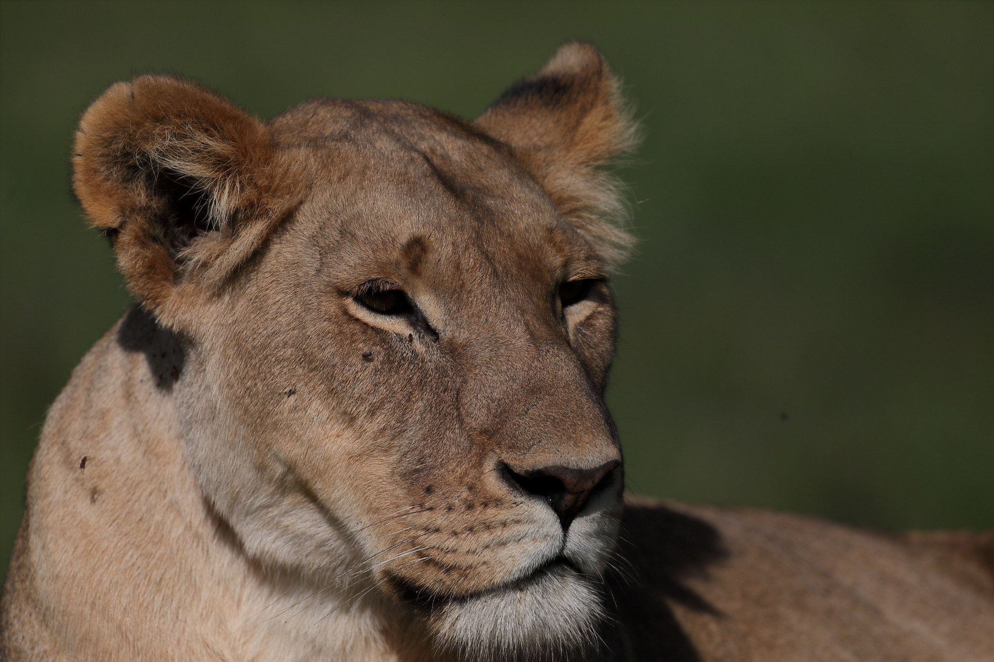 Canon EOS 5D Mark IV + Canon EF 500mm F4L IS USM sample photo. Lioness photography