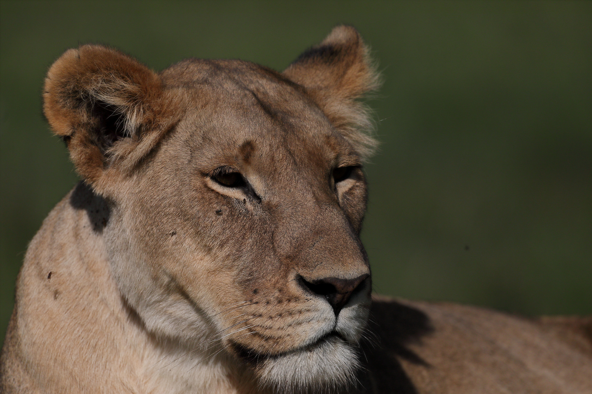 Canon EF 500mm F4L IS USM sample photo. Lioness photography