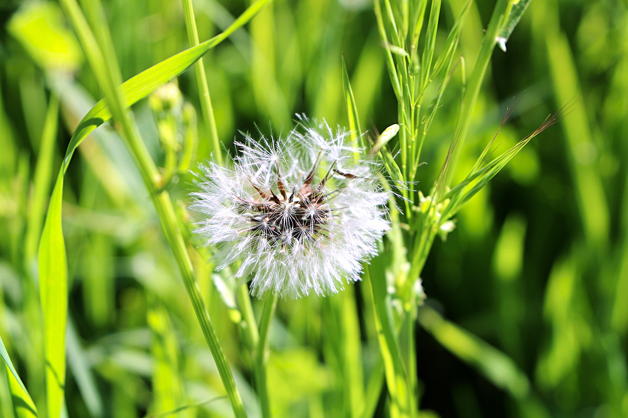 Canon EOS 750D (EOS Rebel T6i / EOS Kiss X8i) sample photo. Dandylion photography