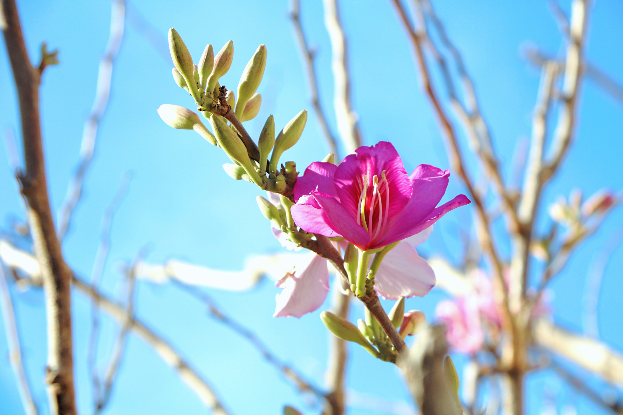 Canon EOS 750D (EOS Rebel T6i / EOS Kiss X8i) sample photo. Bloom photography