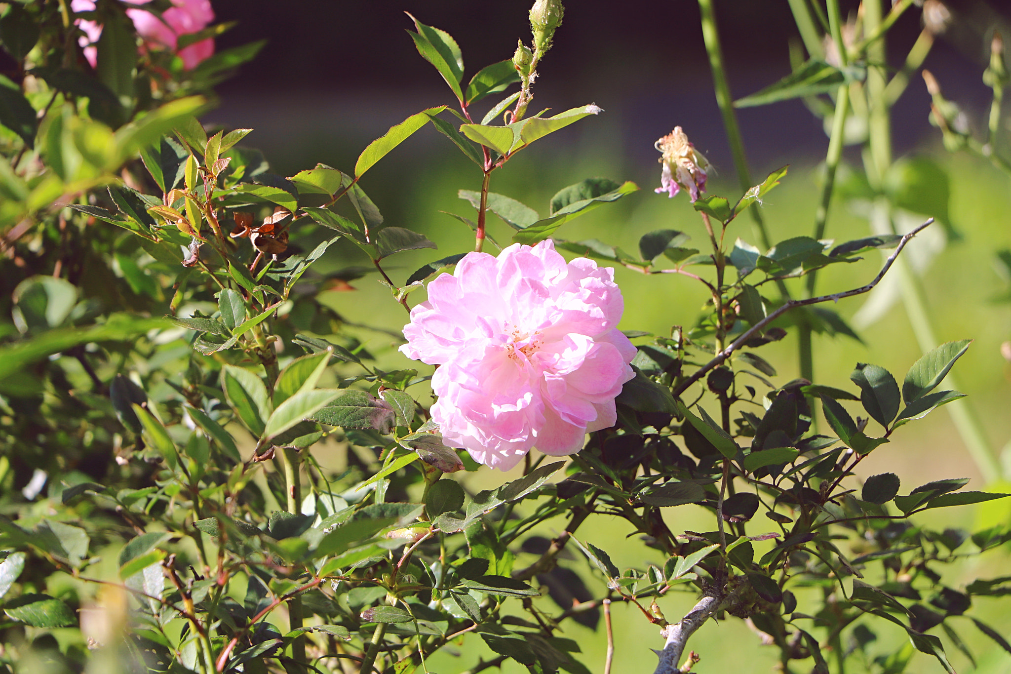 Canon EOS 750D (EOS Rebel T6i / EOS Kiss X8i) sample photo