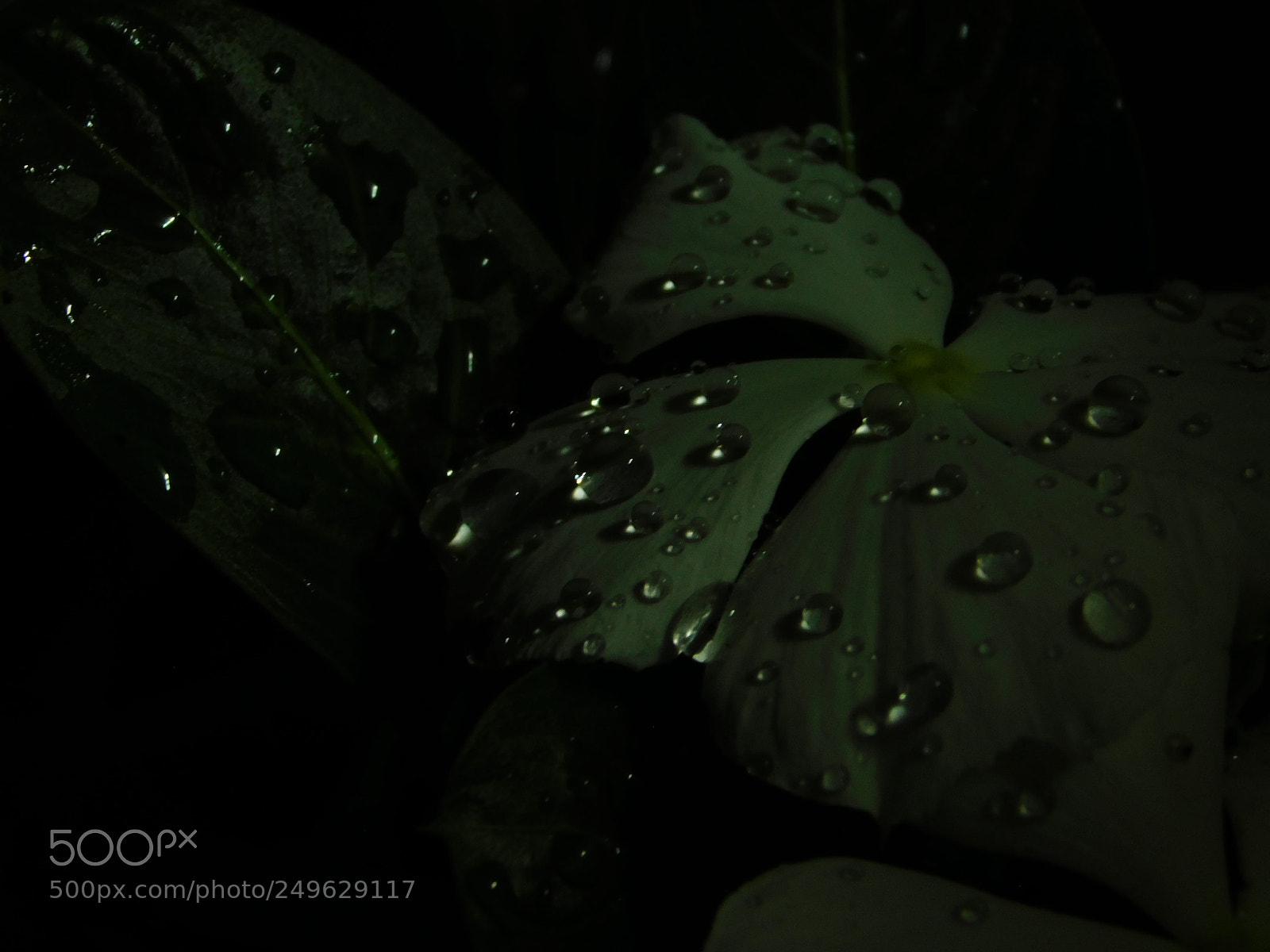 Nikon Coolpix B500 sample photo. Dark dew photography