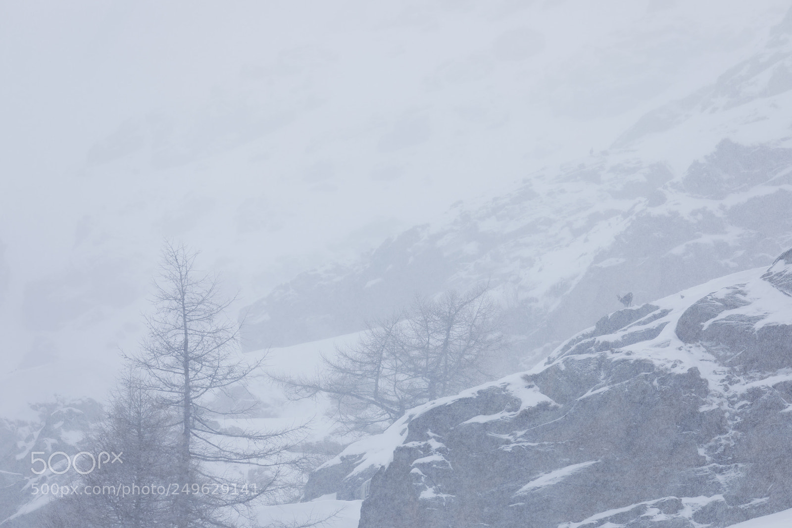 Canon EOS 5D Mark IV sample photo. Chamois in the snowstorm photography