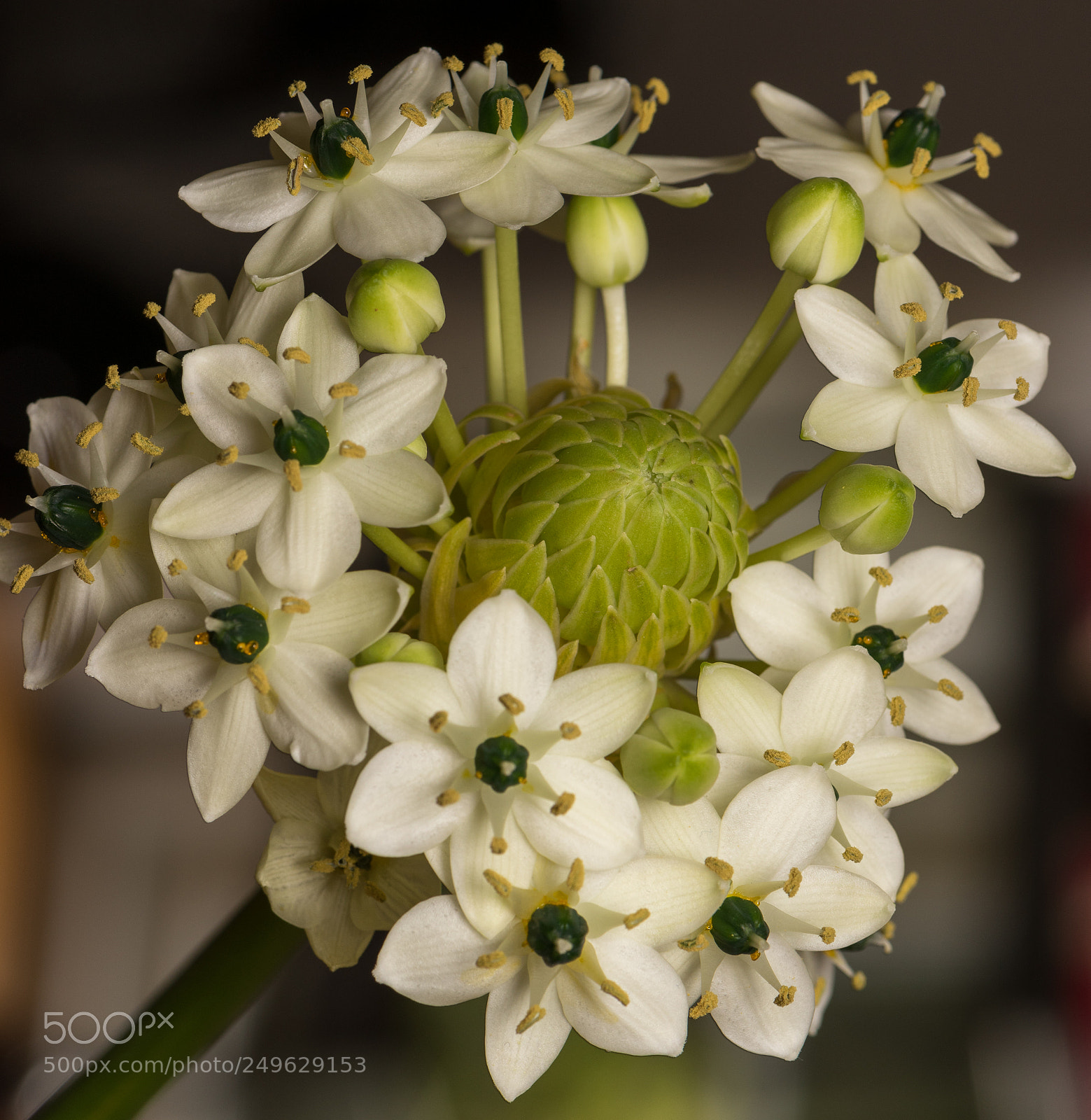 Nikon D810 sample photo. Blooming photography