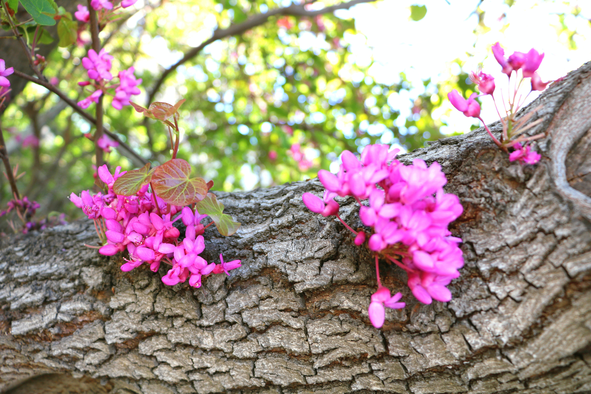 Canon EOS 750D (EOS Rebel T6i / EOS Kiss X8i) sample photo