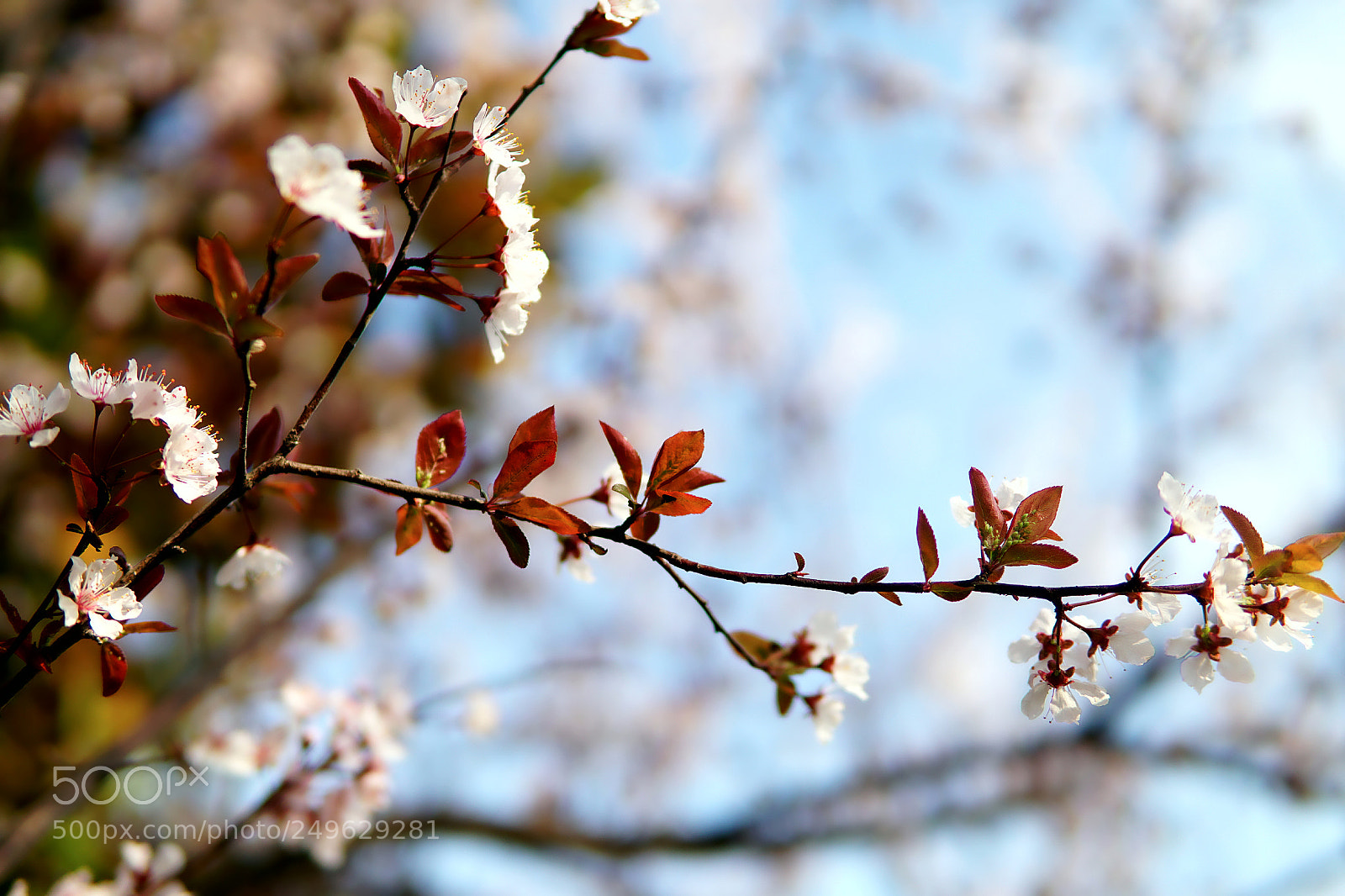 Sony a6000 sample photo. 樱花季节 photography
