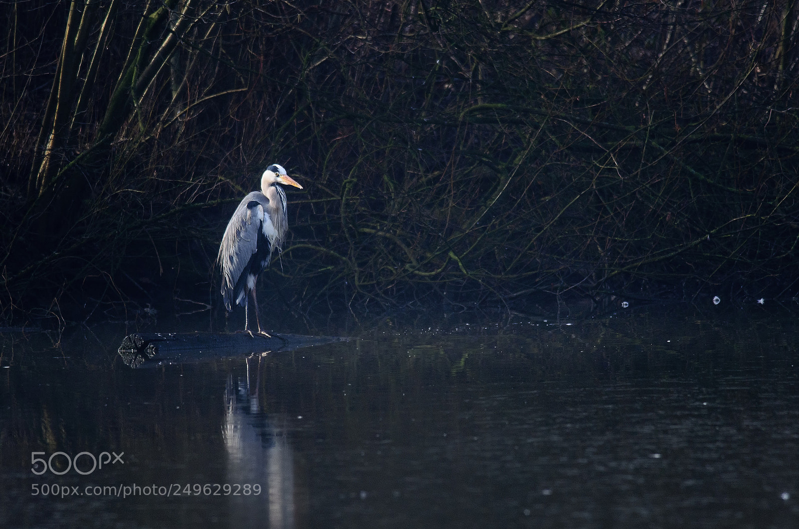 Nikon D7000 sample photo. The lonely fisherman photography