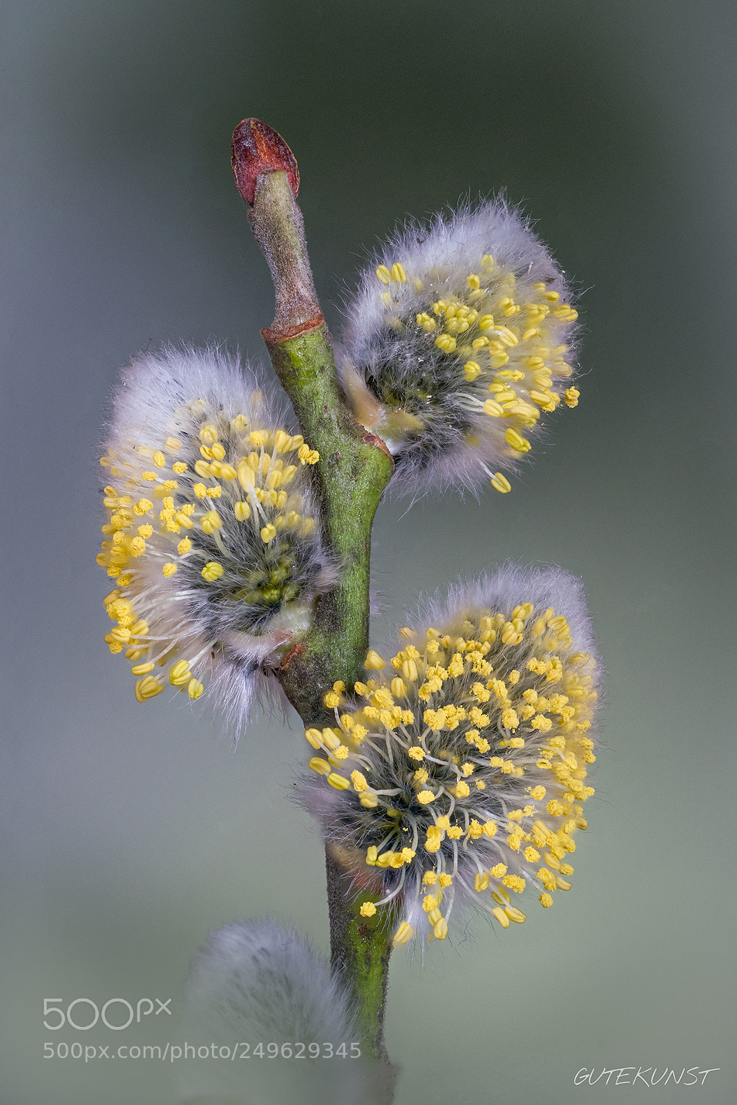 Sony a7R III sample photo. Willow catkin photography