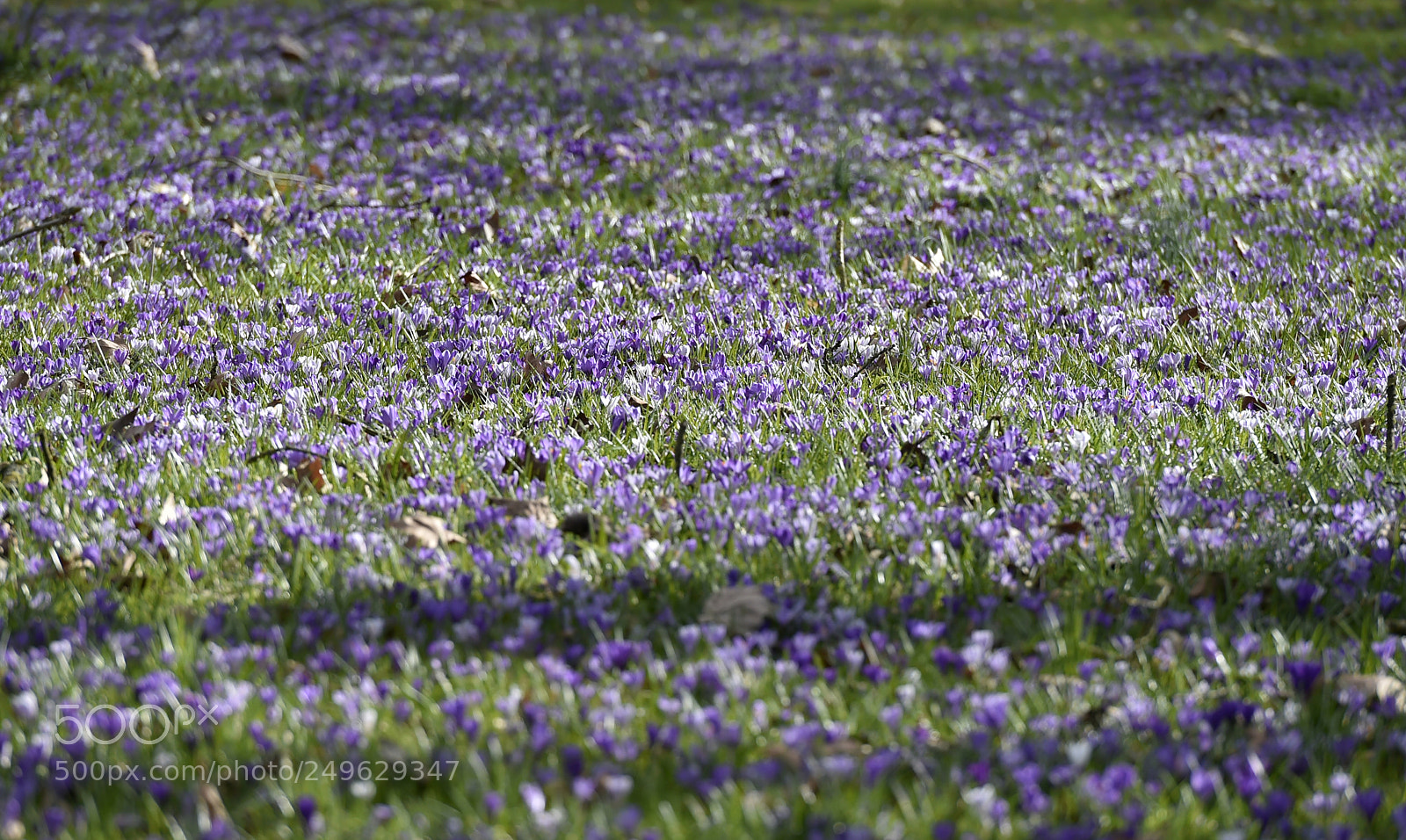 Nikon D4S sample photo. Purple crocus flowers bloom photography
