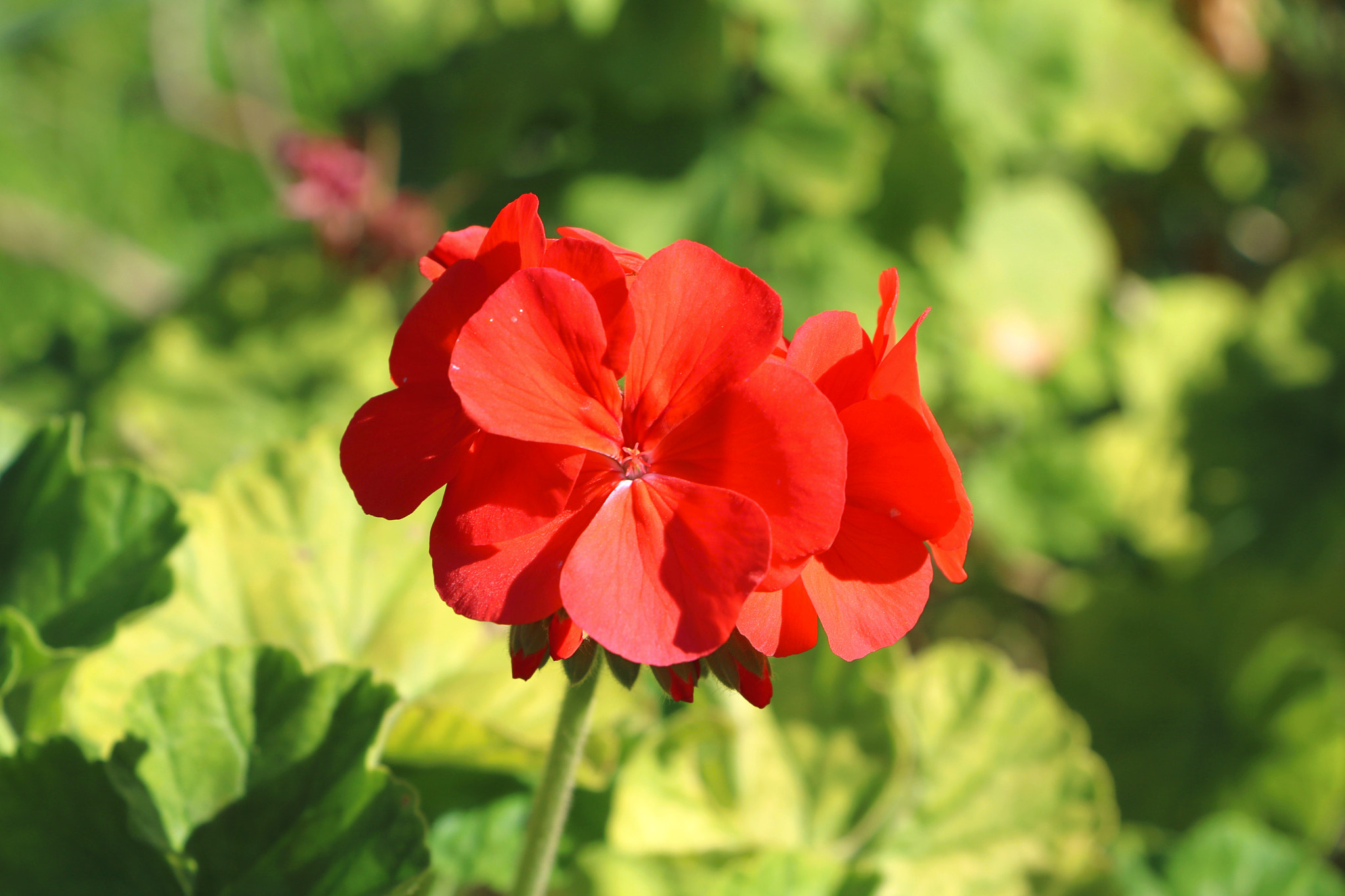 Canon EOS 750D (EOS Rebel T6i / EOS Kiss X8i) sample photo