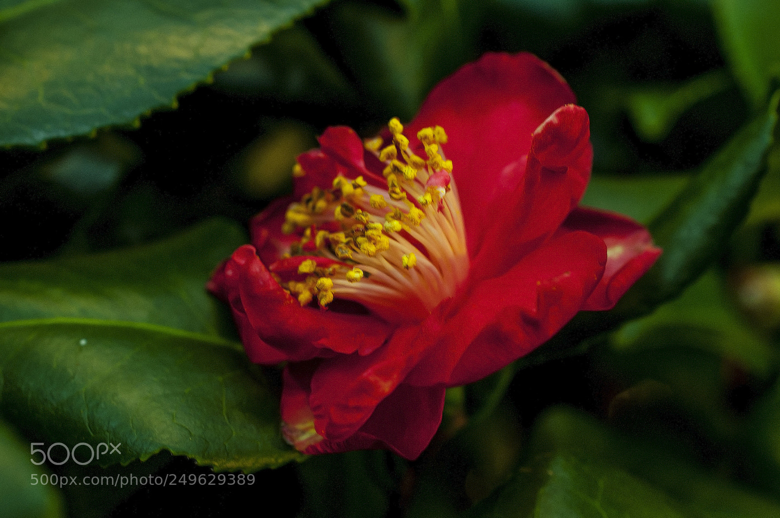 Nikon D700 sample photo. A camellia in the photography
