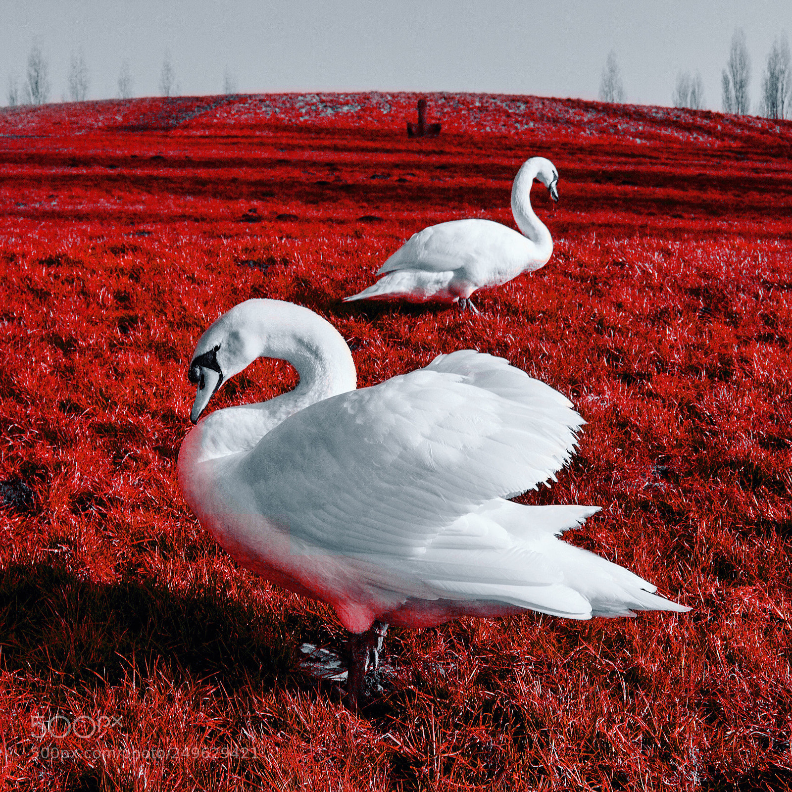 Canon EOS 700D (EOS Rebel T5i / EOS Kiss X7i) sample photo. Swan city (infrared) photography