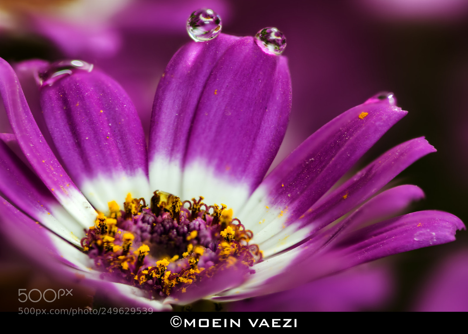 Nikon D7100 sample photo. Flower photography
