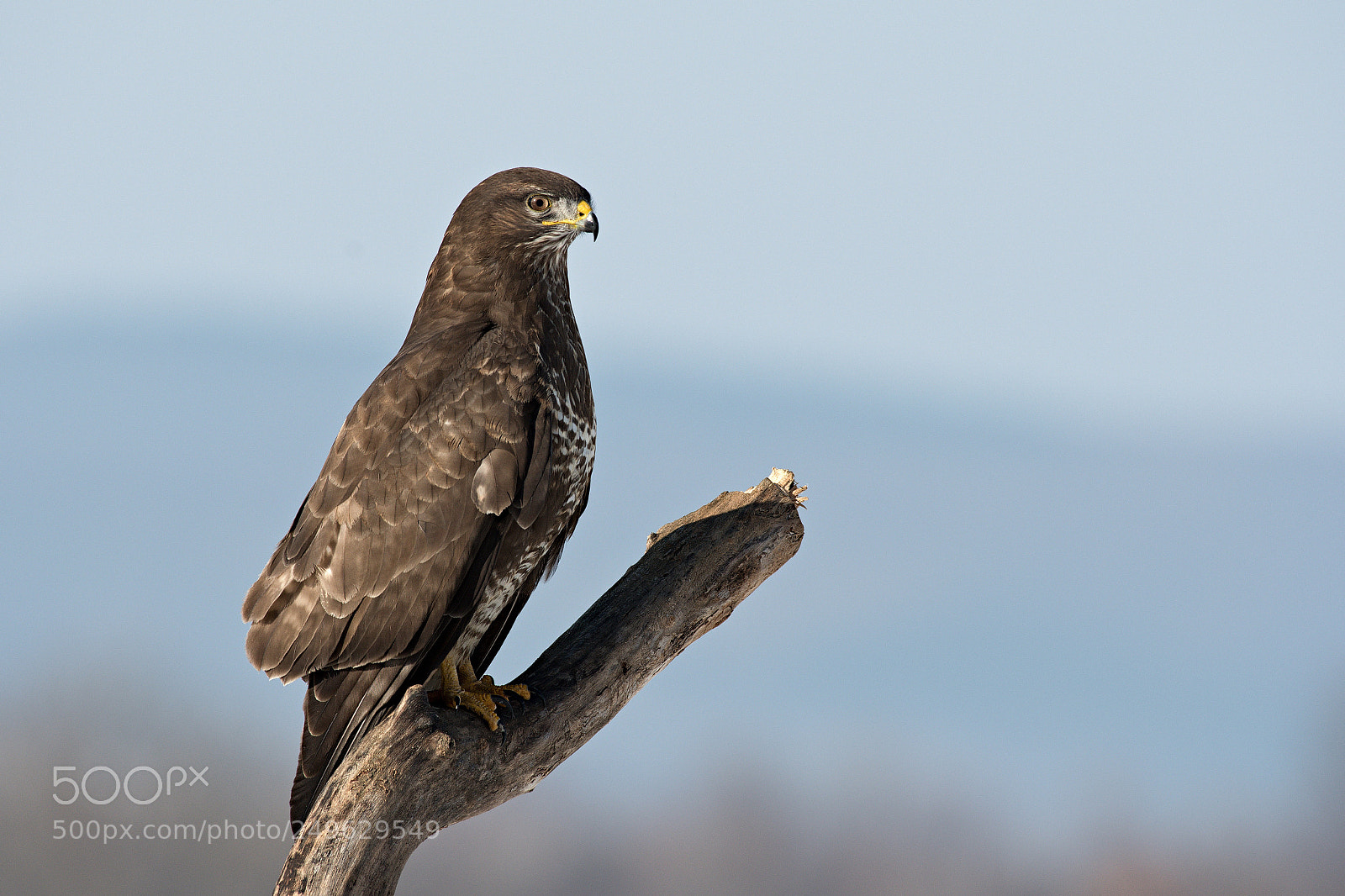 Nikon D500 sample photo. Buzzard photography