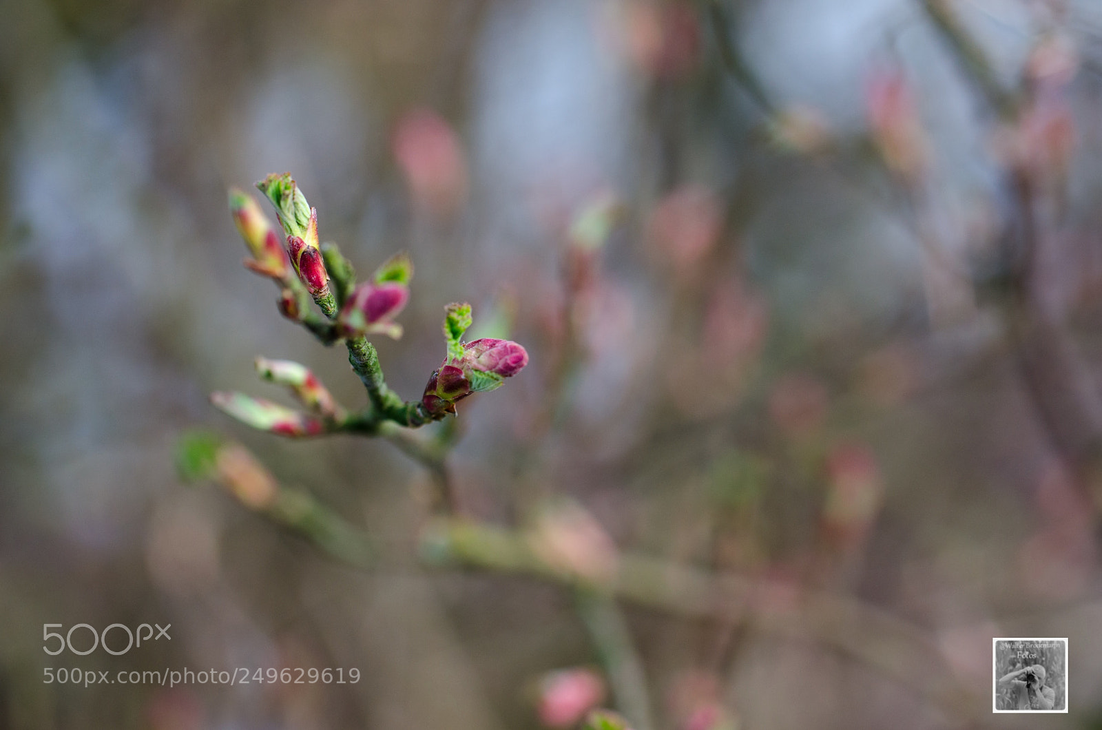 Nikon D7000 sample photo. Tamron 60mm 2.0 photography