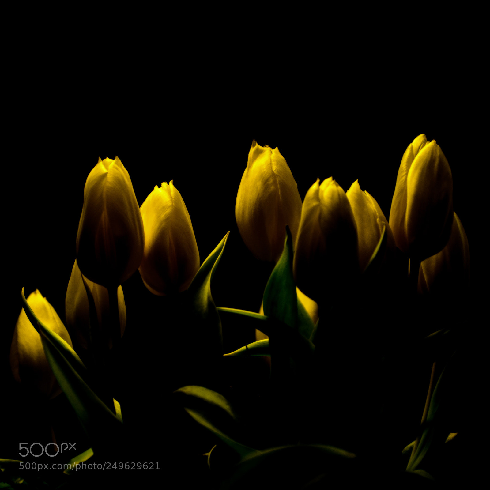 Pentax K-5 sample photo. Ytulip photography
