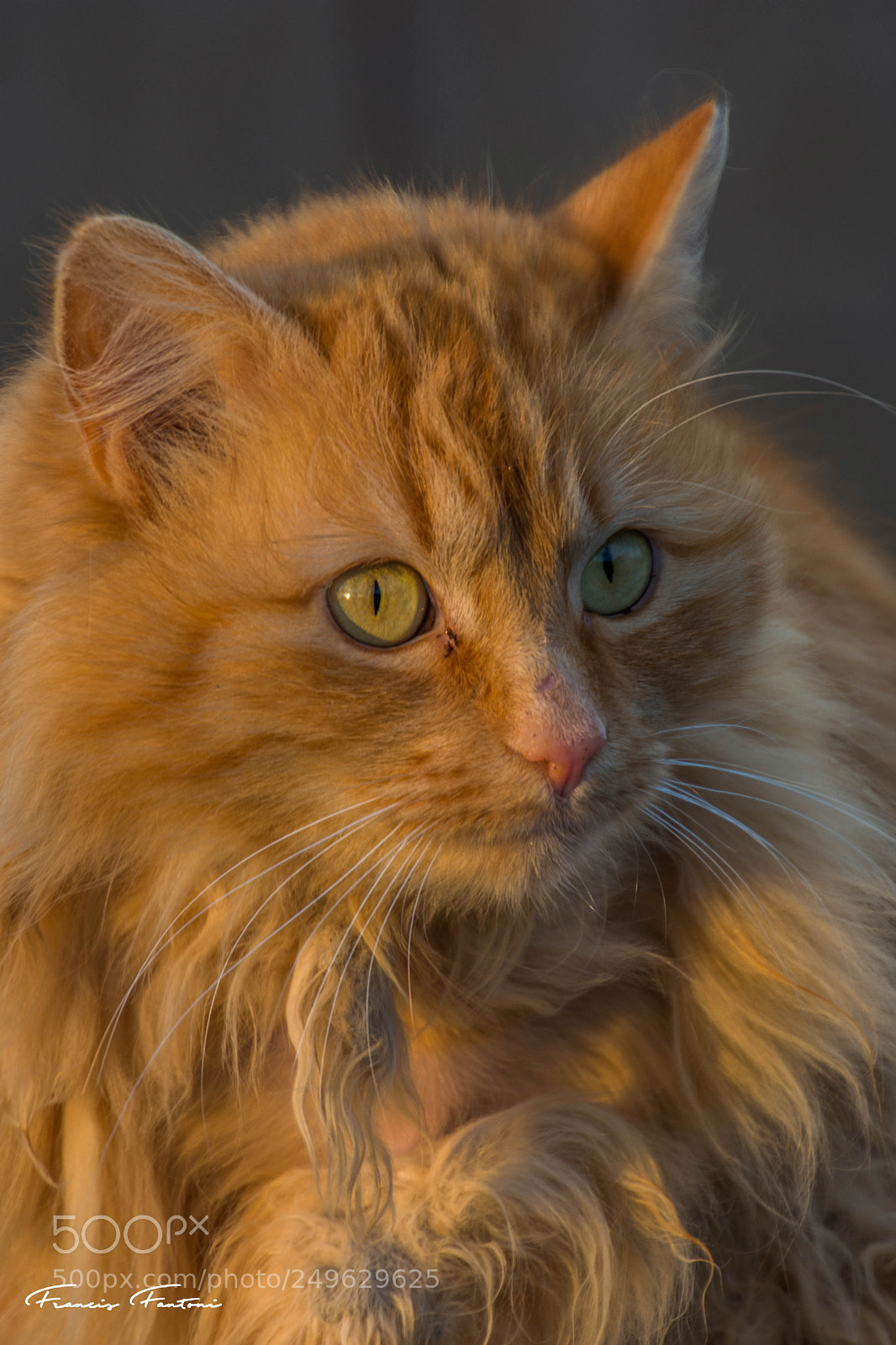 Nikon D7200 sample photo. Tootie again photography