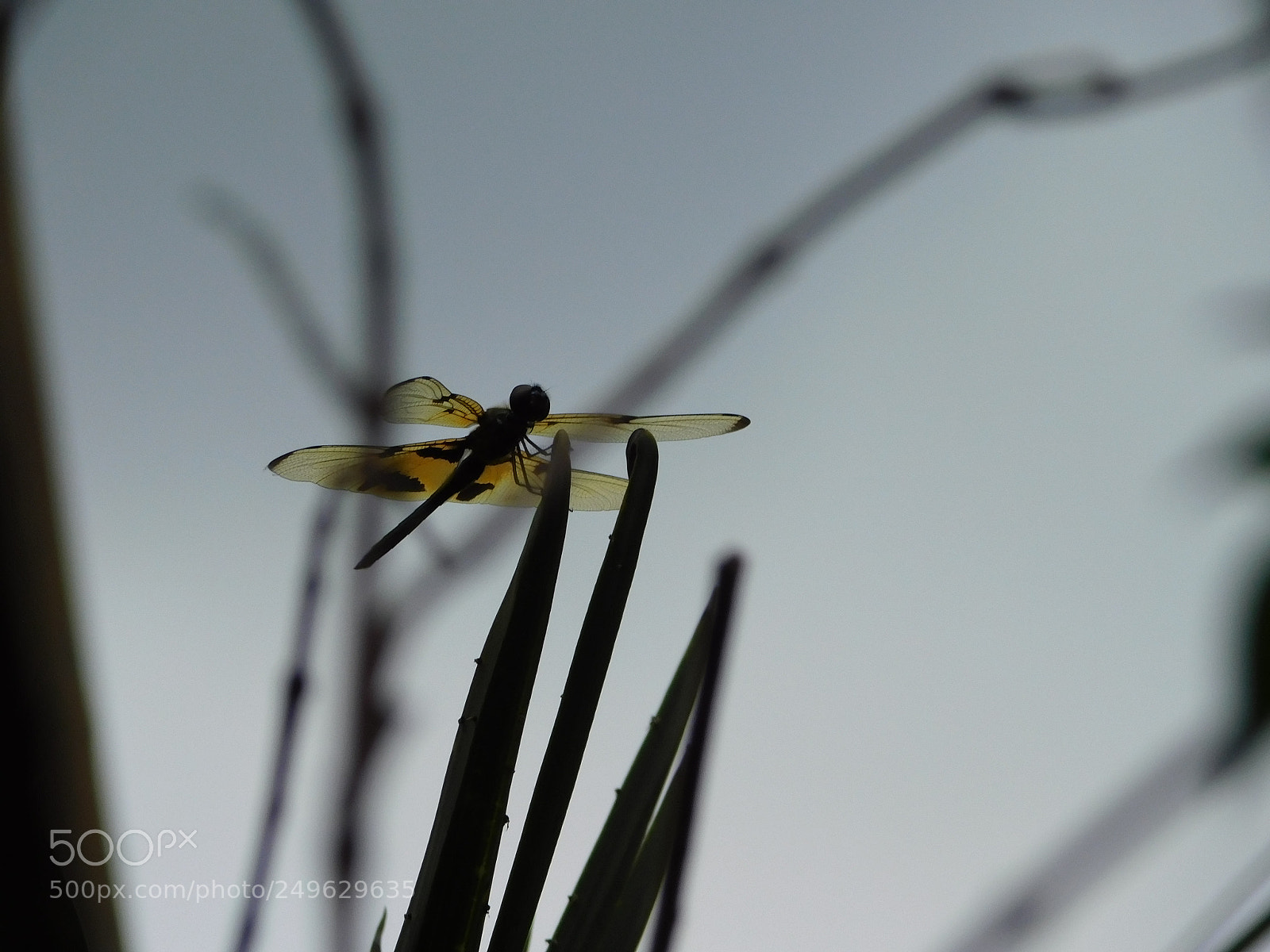Nikon Coolpix B500 sample photo. Dragonfly laststand photography
