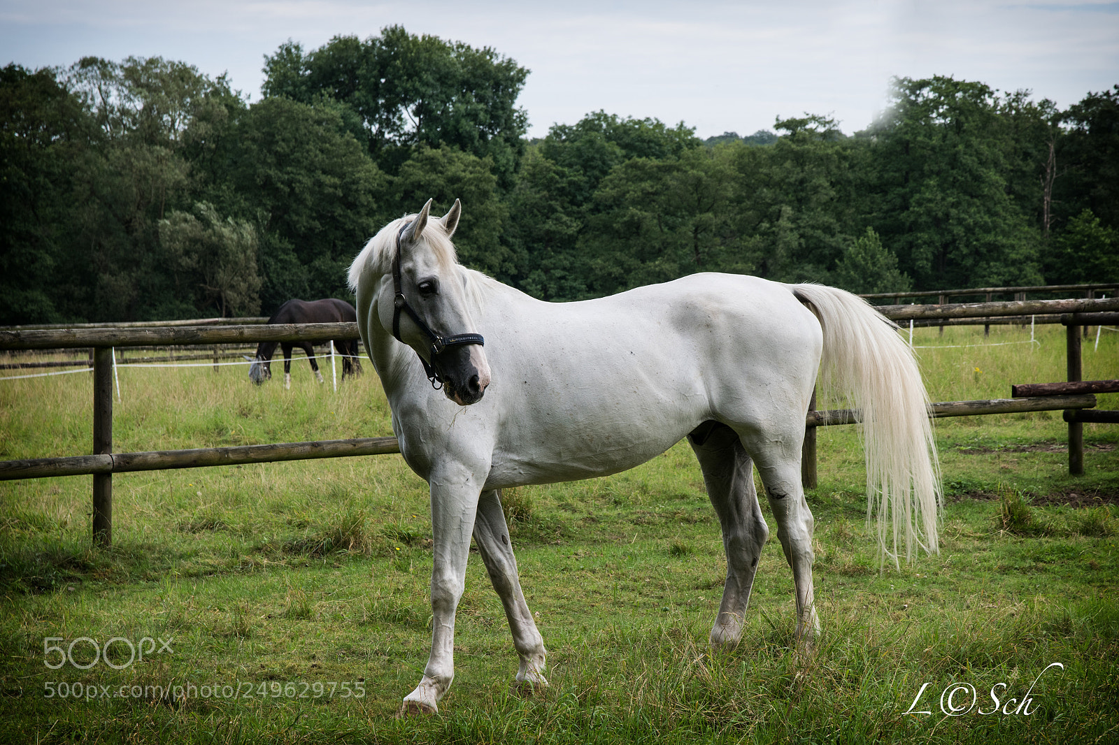 Nikon D5300 sample photo. 0687-nik photography